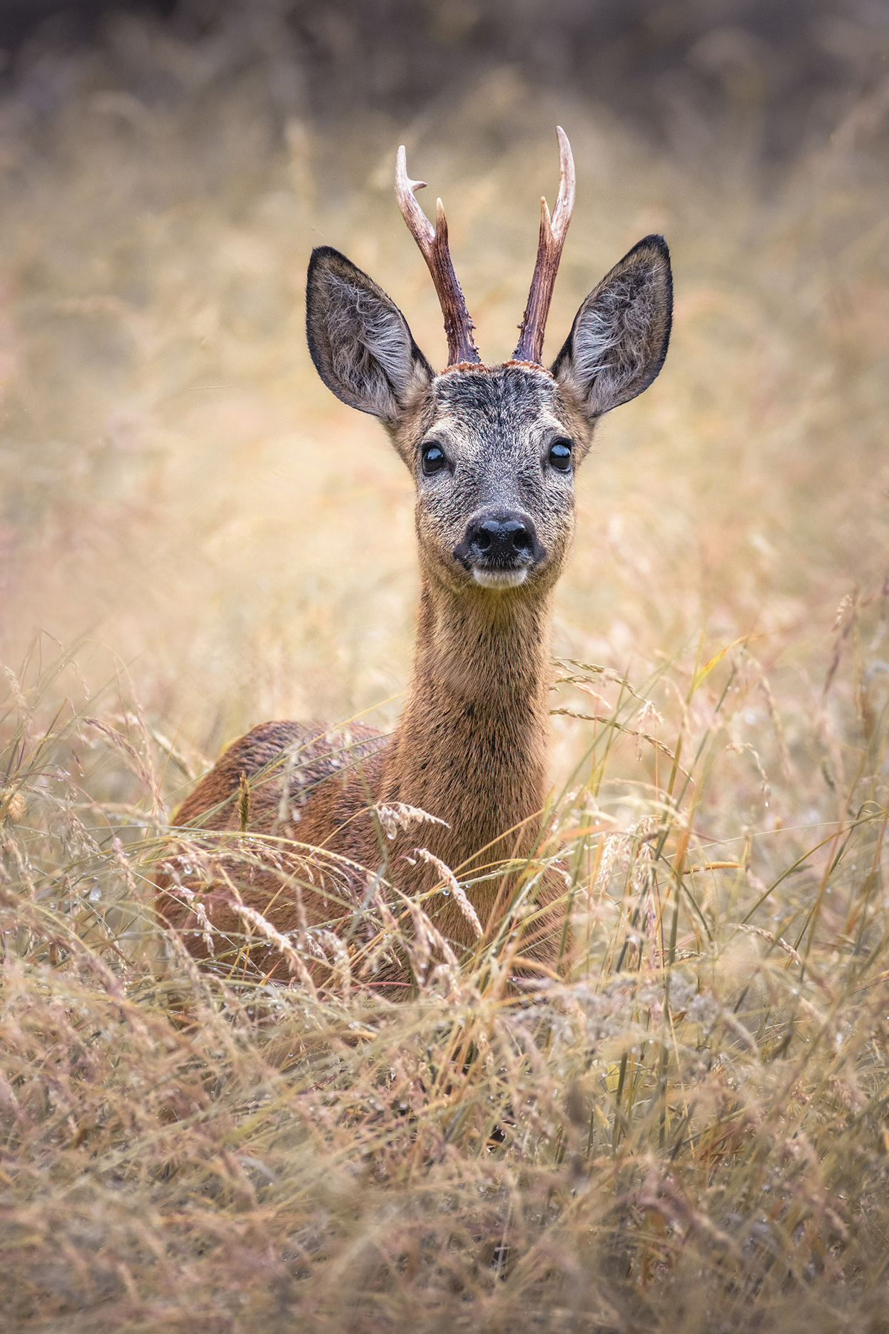 Bambi in the Grass - A Roe Buck Gazes at Me From Between the Tall Grass