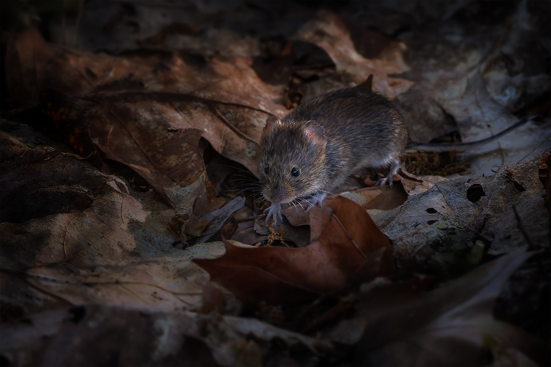 The Rustle That Became a Portrait — Bank Vole Foraging Among Fallen Leaves