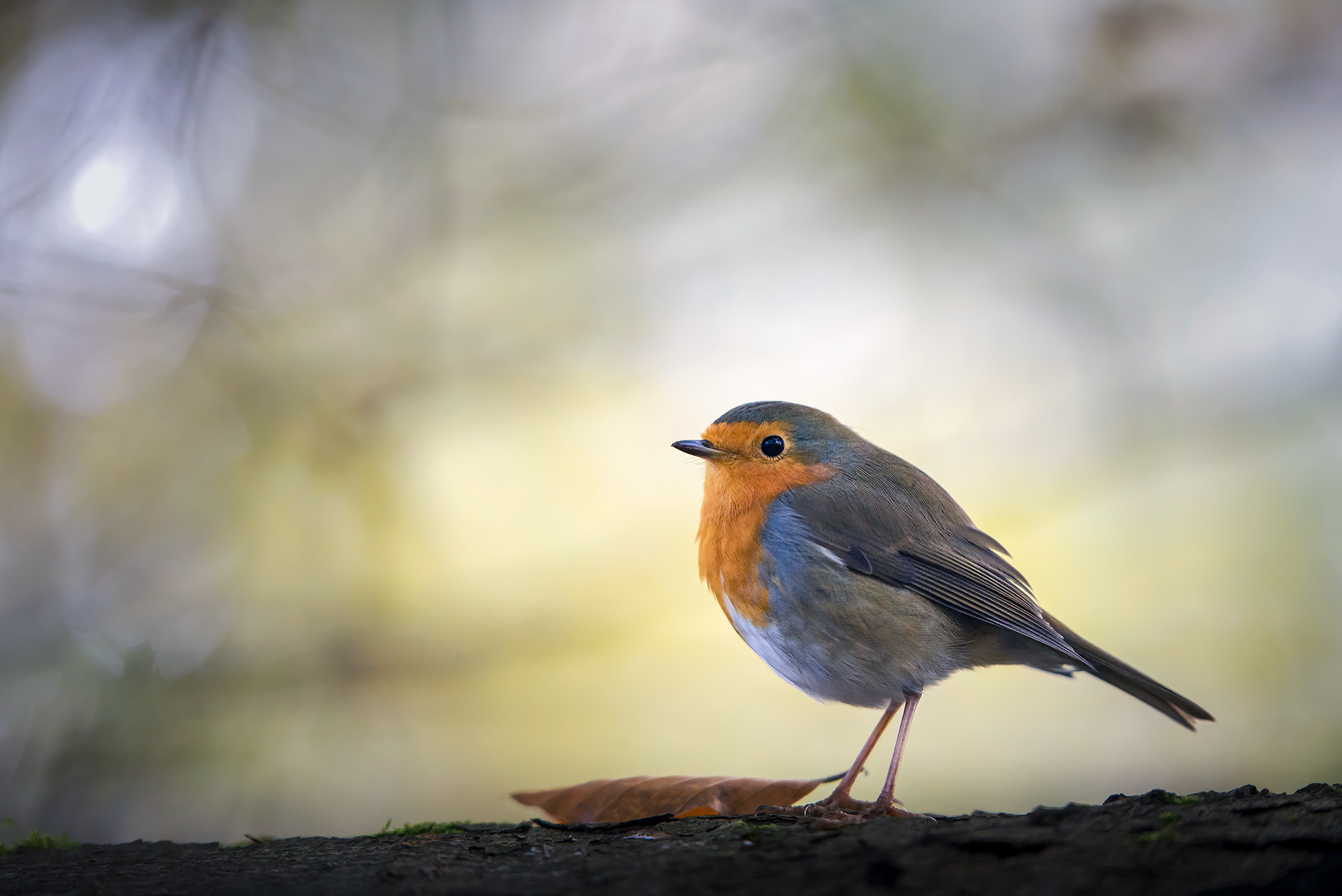 The Brave one on the Lookout - Robin with Fallen Leave