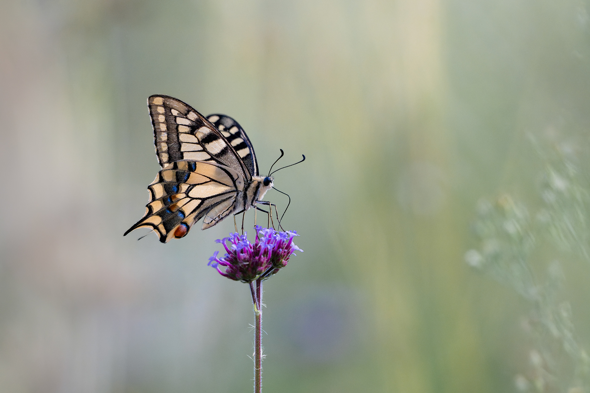 The Eyes That Are Not Eyes - Swallowtail on Verbena bonariensis