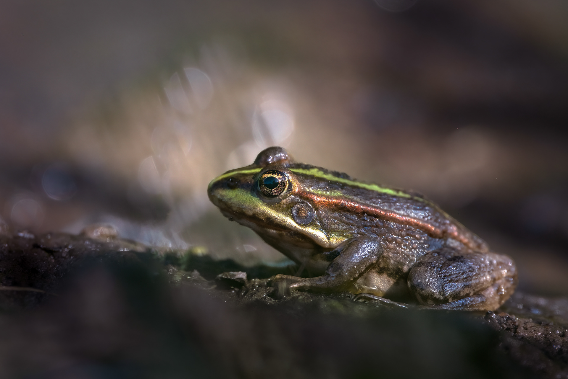 First Sun - A Pool Frog Basks at the Pond's Edge