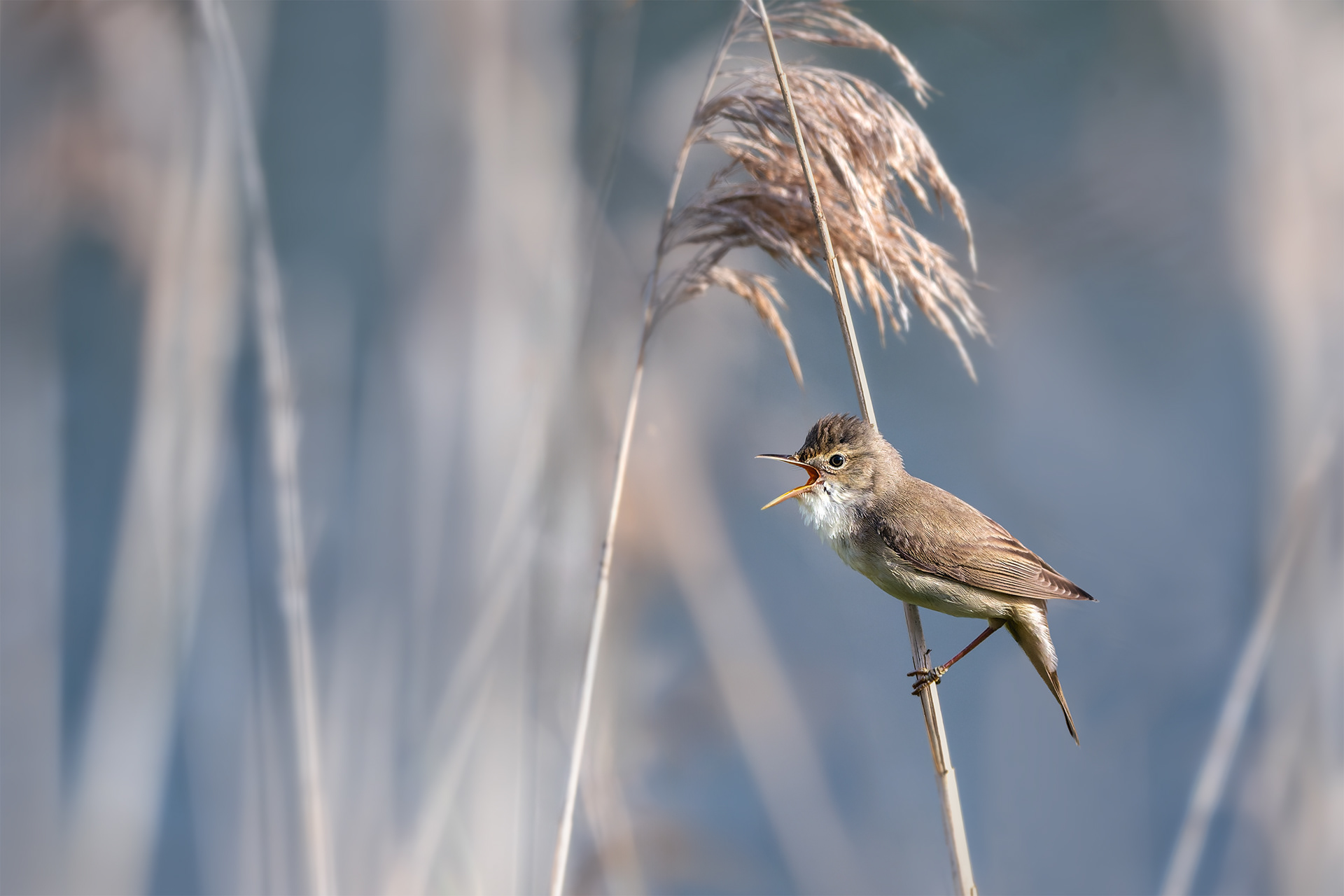 Singing Into the Wind — Marsh Warbler on a Swaying Reed Stem, Morning Serenade