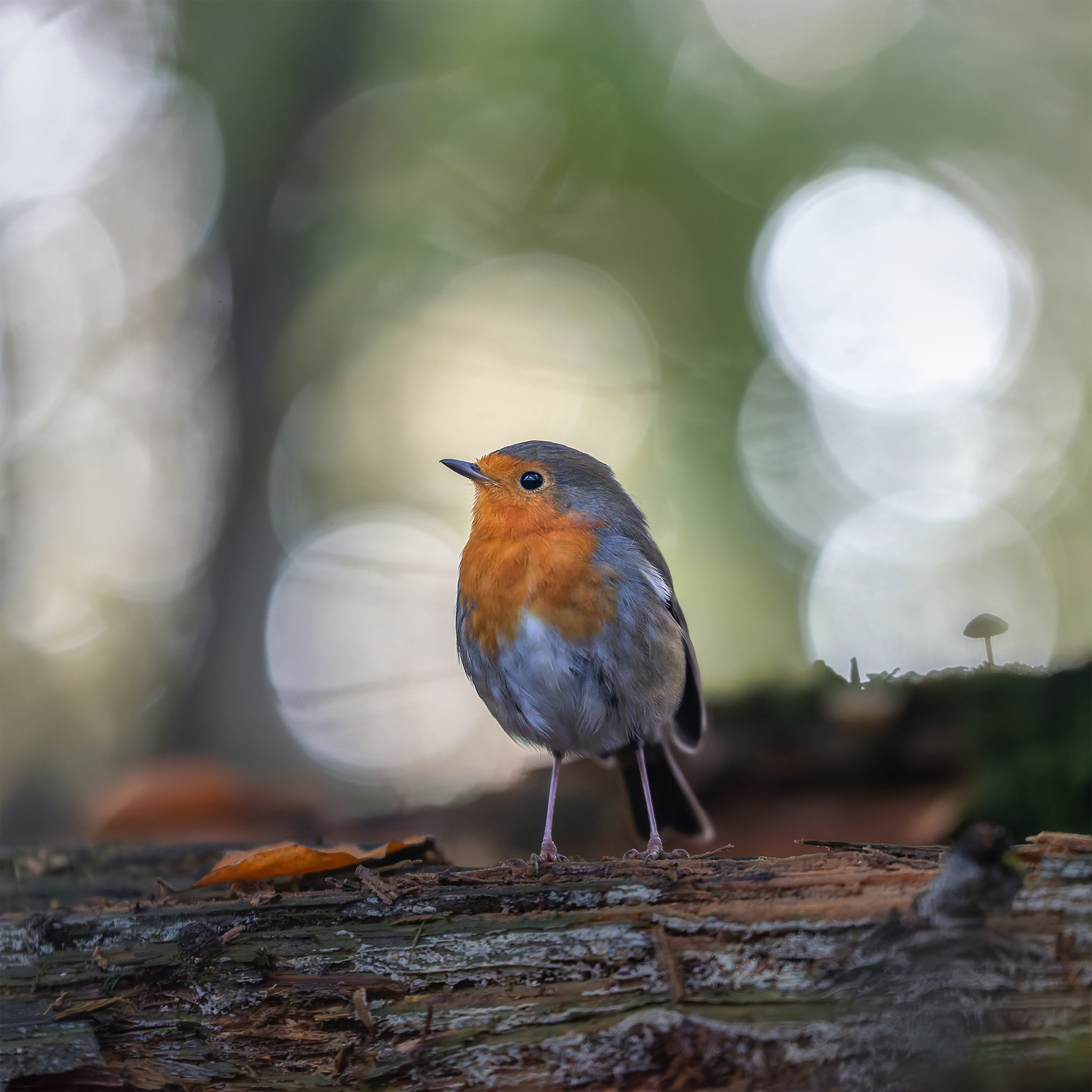 This Far, and Not One Step Further - Robin Upright on Fallen Autumn Log