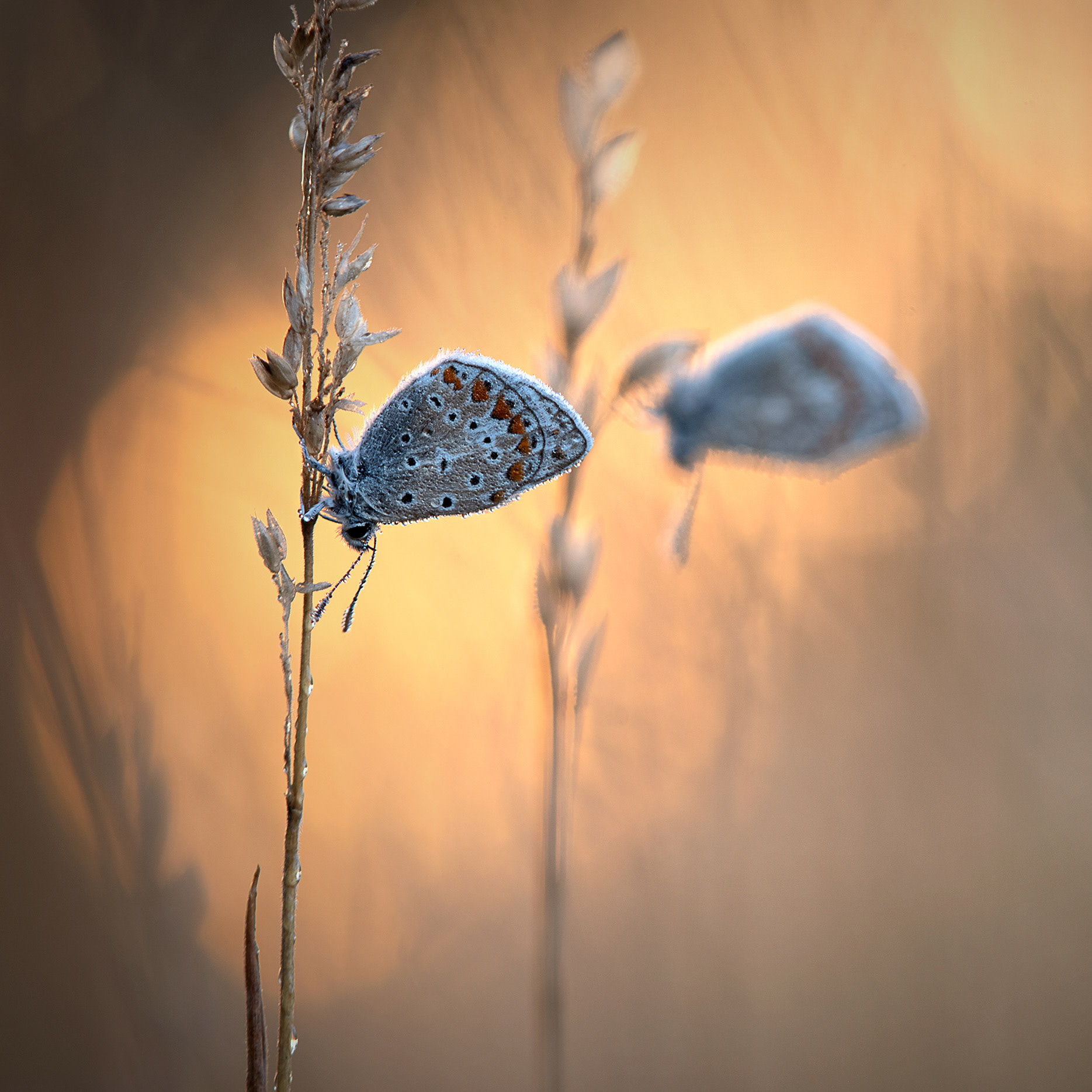 Just the Two of Us - Two Common Blues hanging from Grass Stem