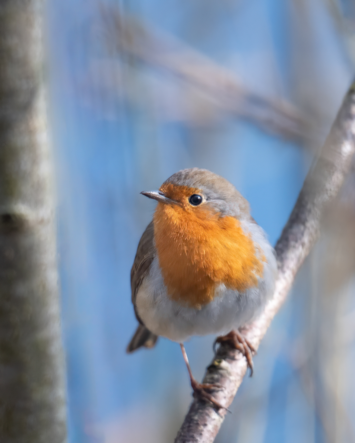 Blue Sky, Spring Legs, and the Song That Never Stopped - Robin Portrait 