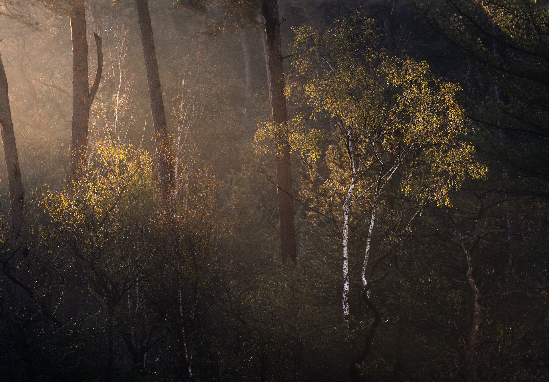Two birches in gold - Early morning light after the mist