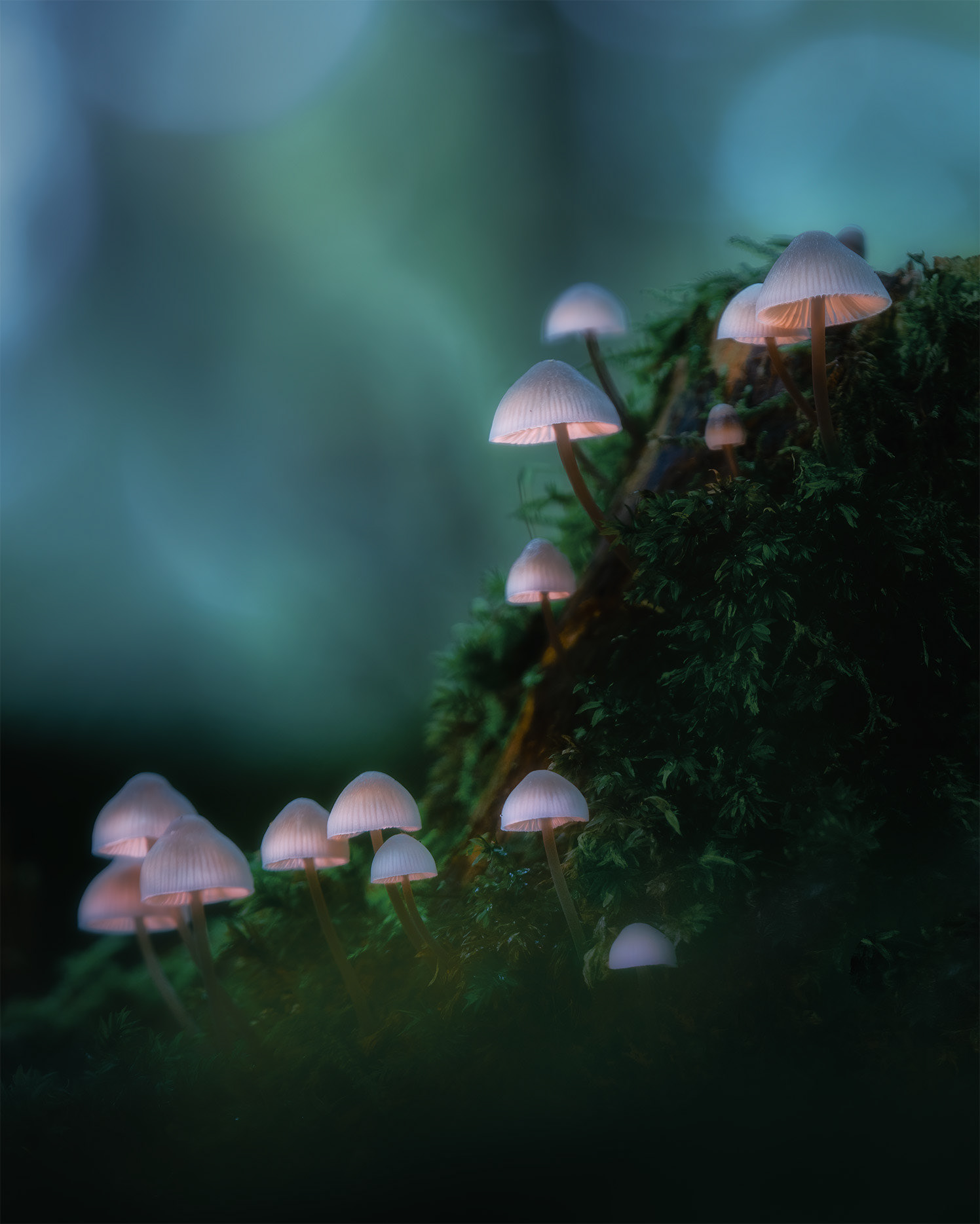 Lit from Below, as Though on a Stage - Angel's Bonnet Mycena on Dead Wood