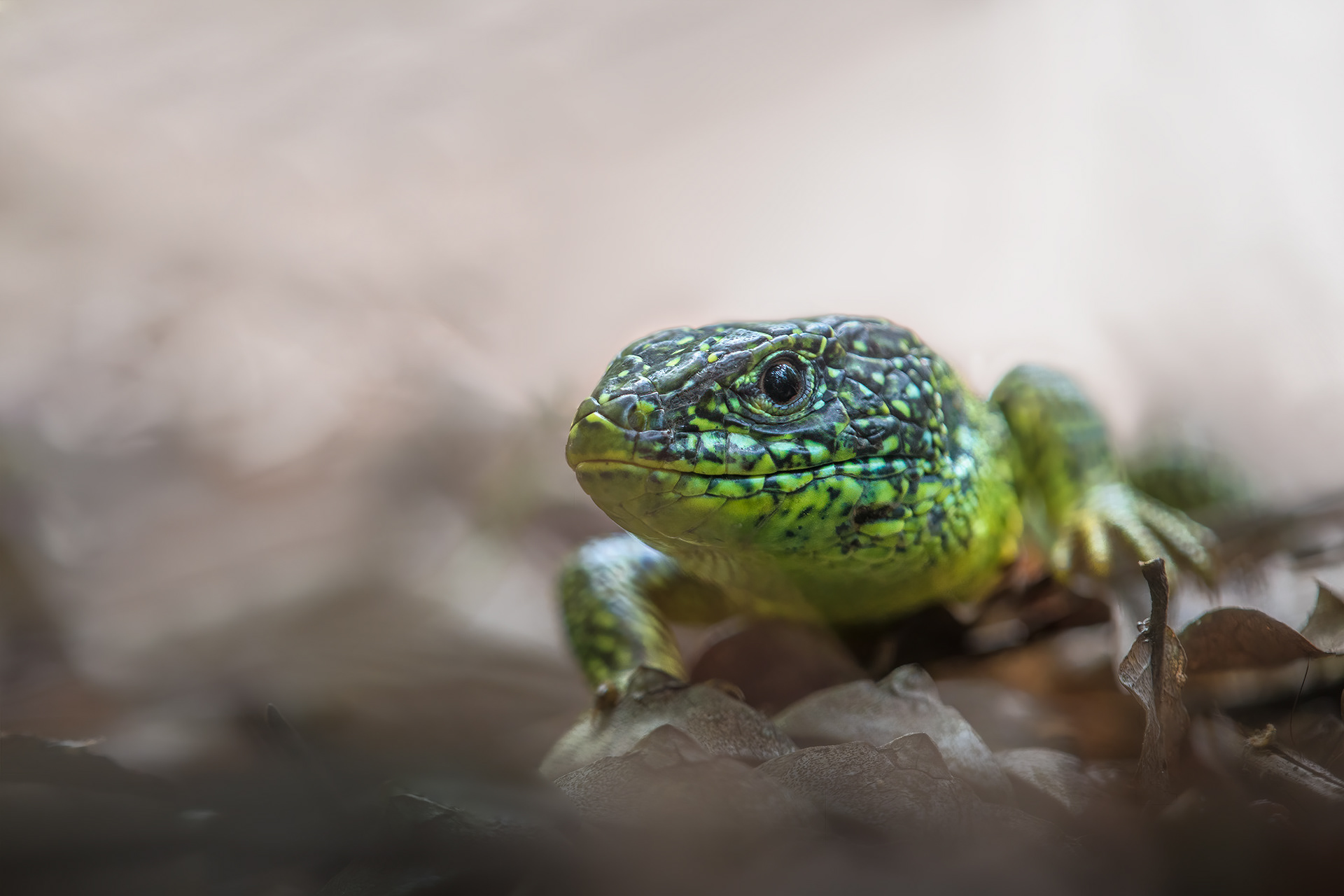 Built for the Sun, Moving Through Shade - European Green Lizard in Foliage