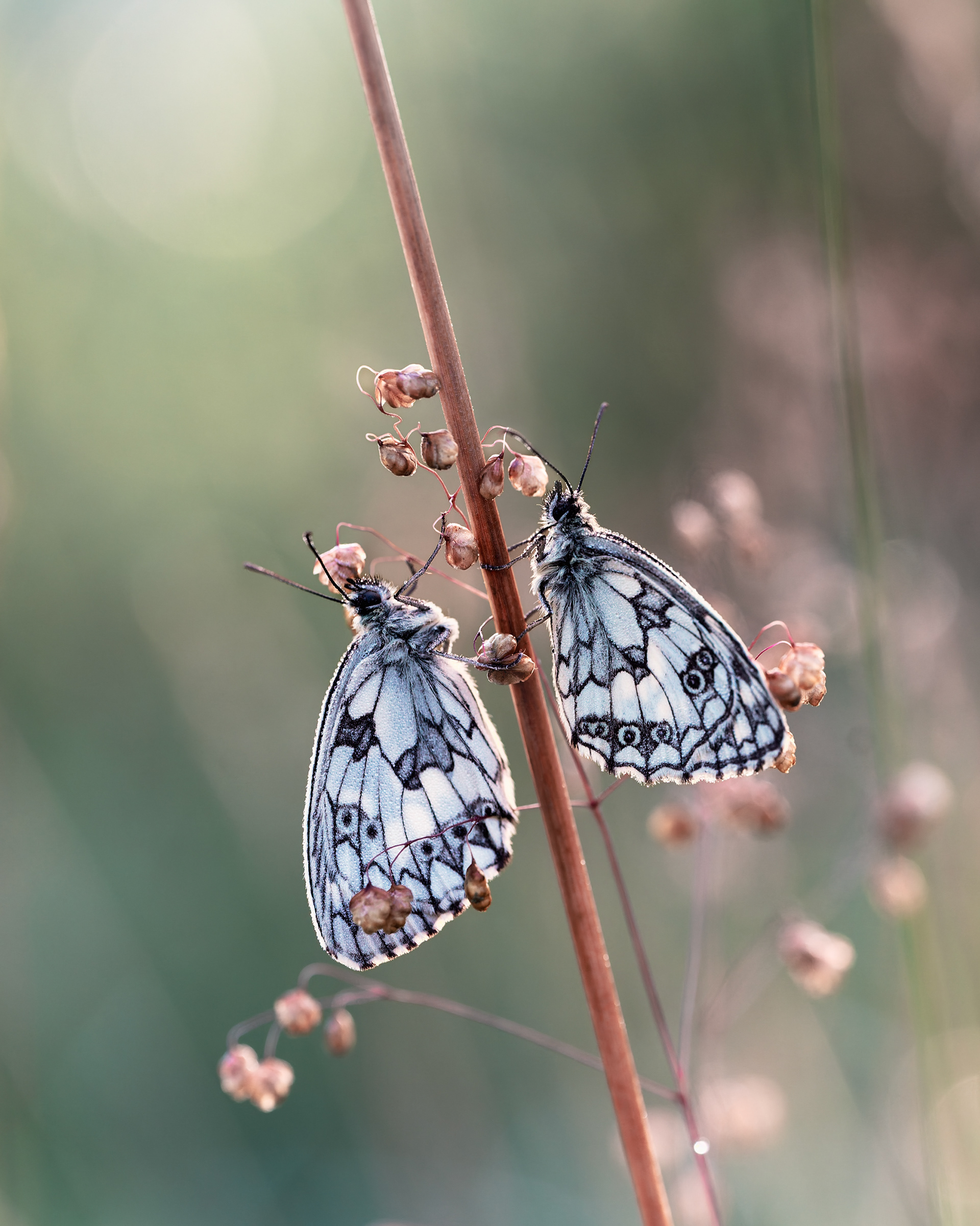 Two Chessboards, One Stem - Two Marbled Whites with Dew