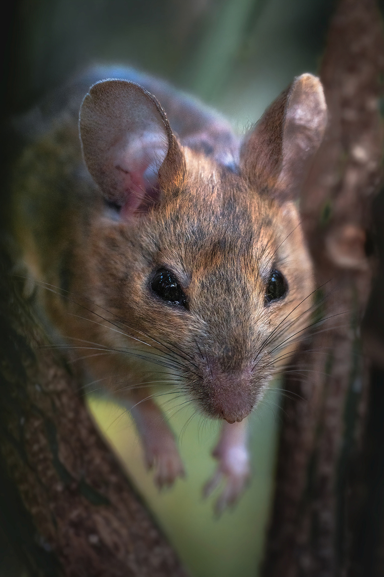 Fear in my eyes - A Mouse Having just Survived a Moment of Sheer Terror