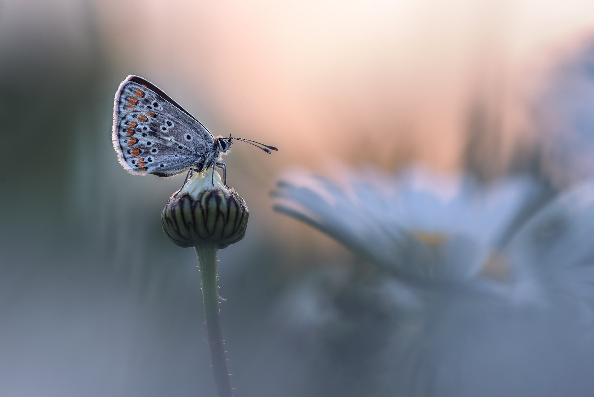 Everything Still Closed, Everything Almost Ready - Brown Argus on Daisy Bud