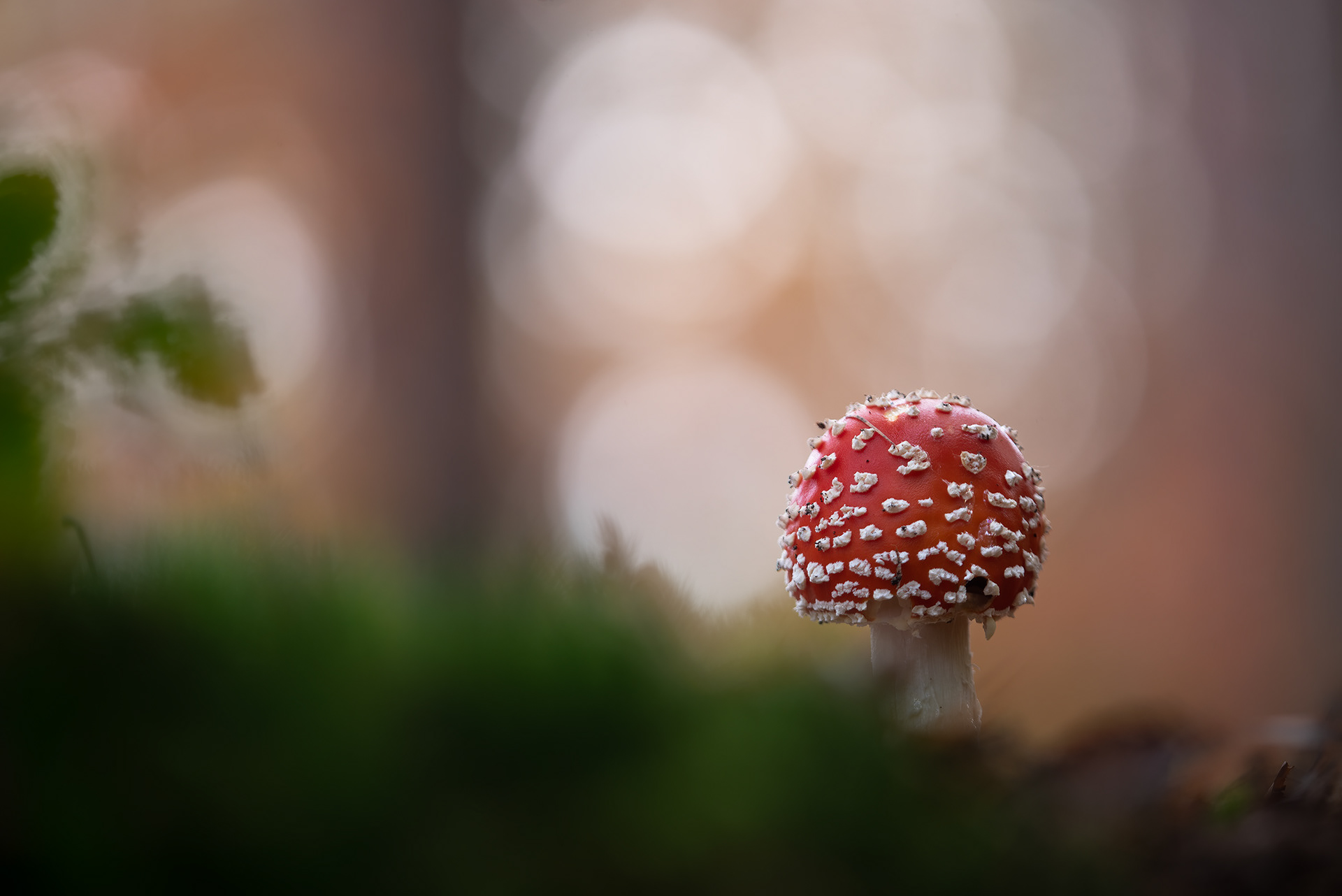 The Sugar Ball That Is Not Sugar - Young Fly Agaric