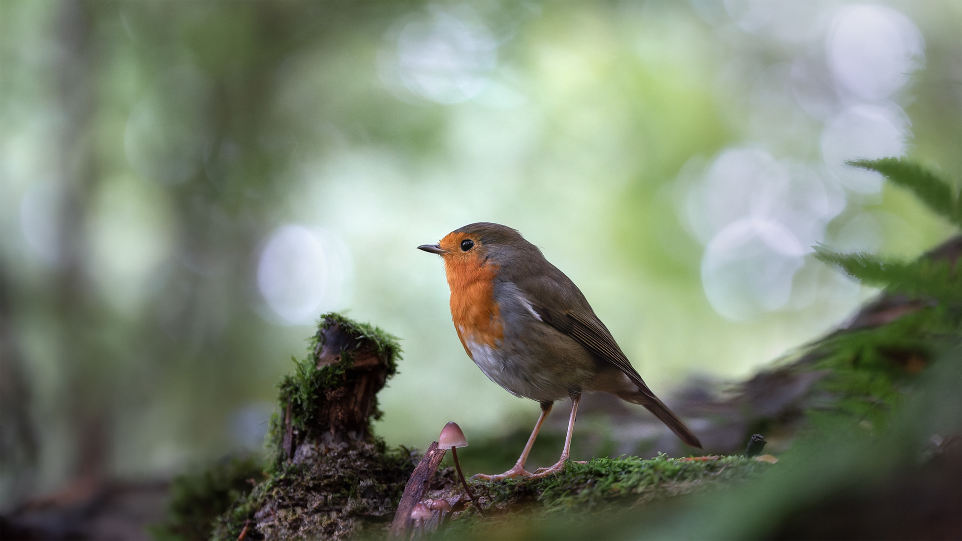 The Forest Floor in Autumn Is Where It Belongs - Robin Foraging Among Mossy Logs