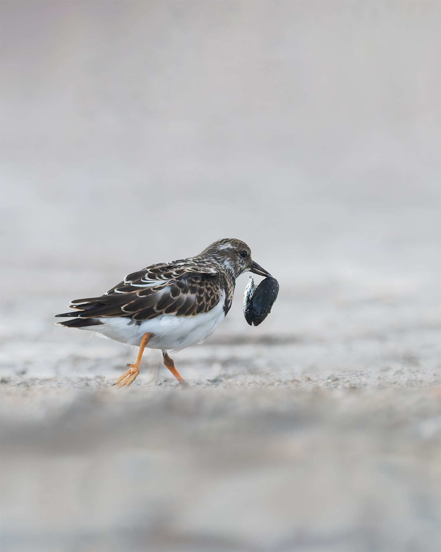 A Turnstone's Catch: Mussel in Beak
