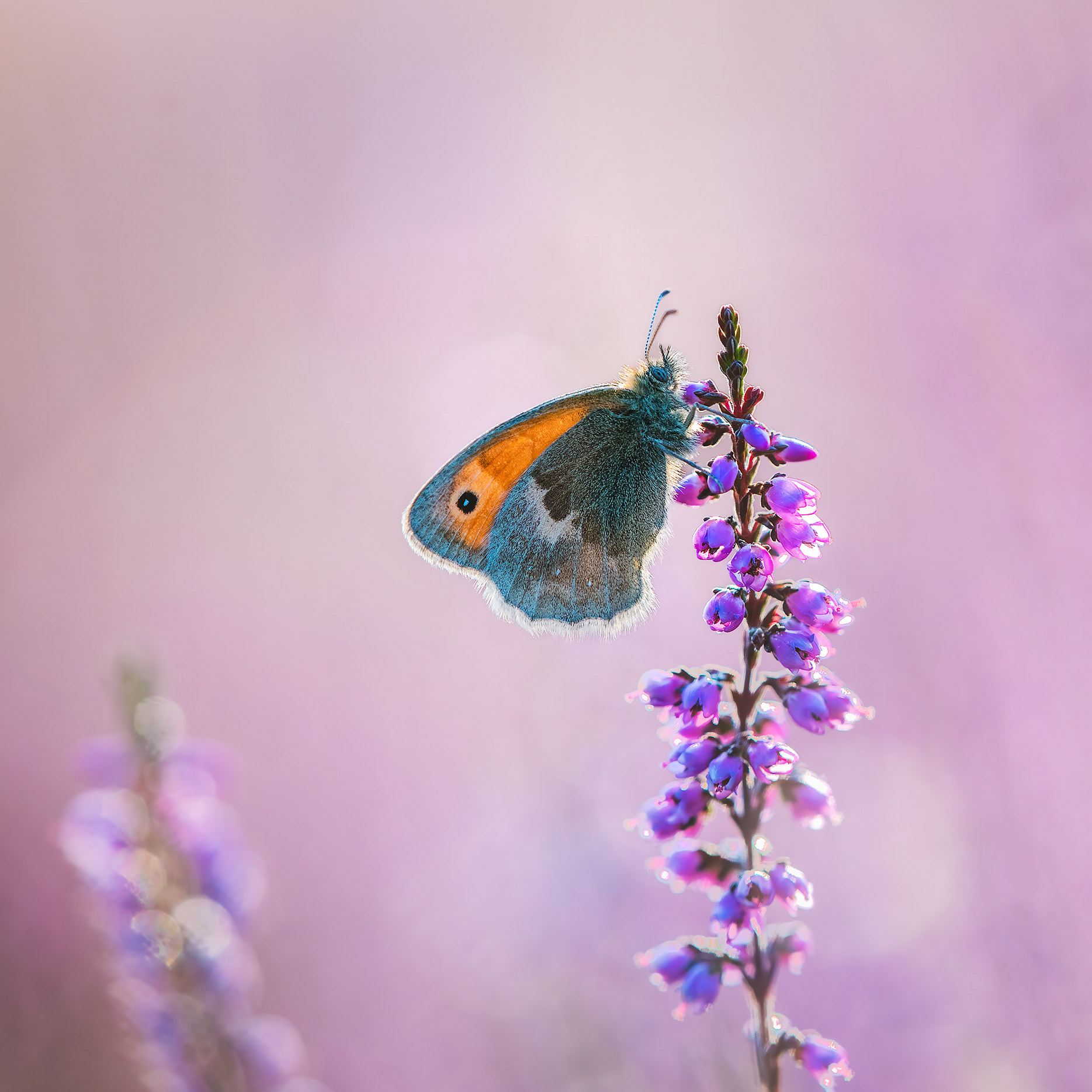 The Eye on the Orange Wing - Small Heath on Heather