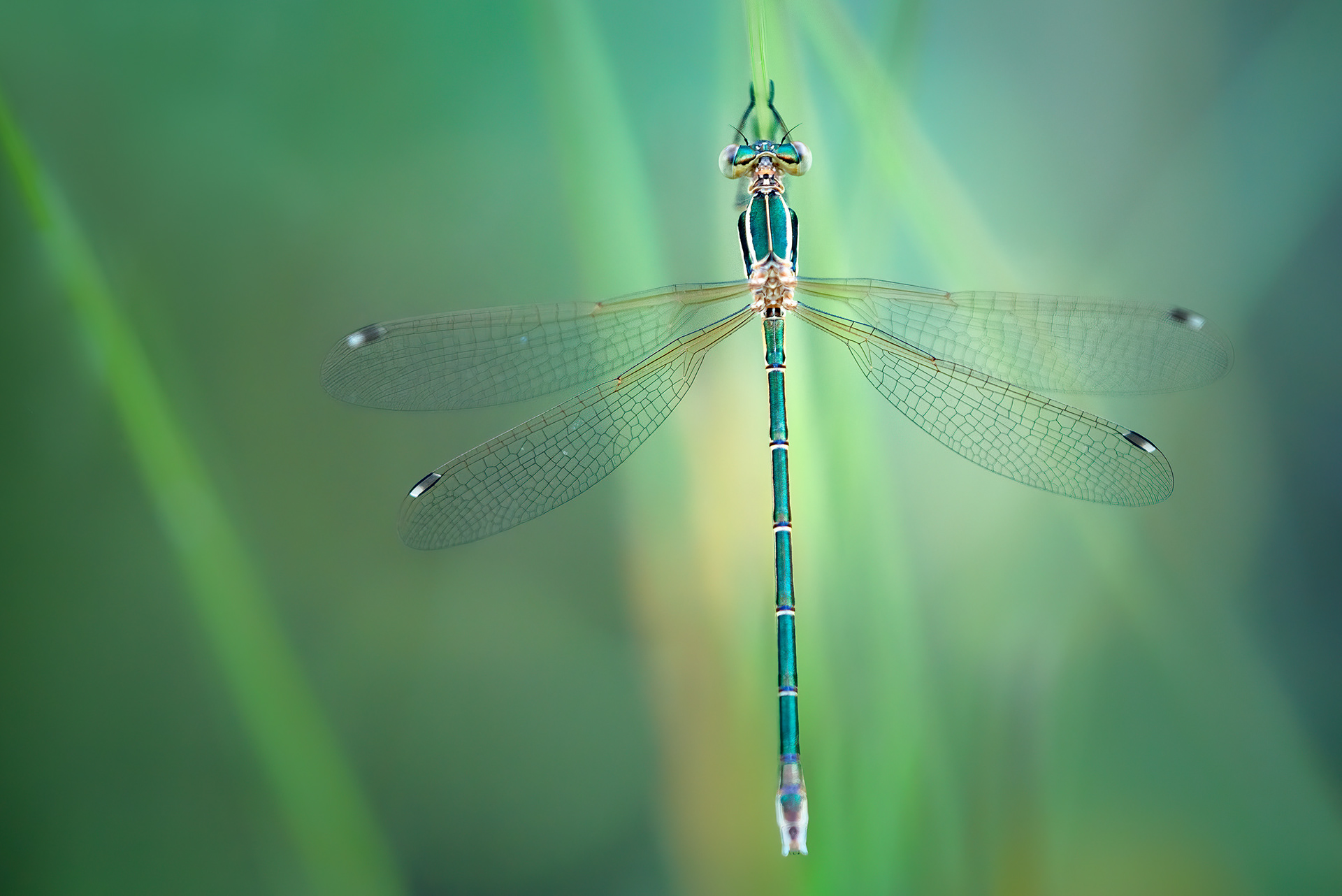 The Wanderer with the Two-toned Spot - Southern Emerald Damselfly on Grass Stem