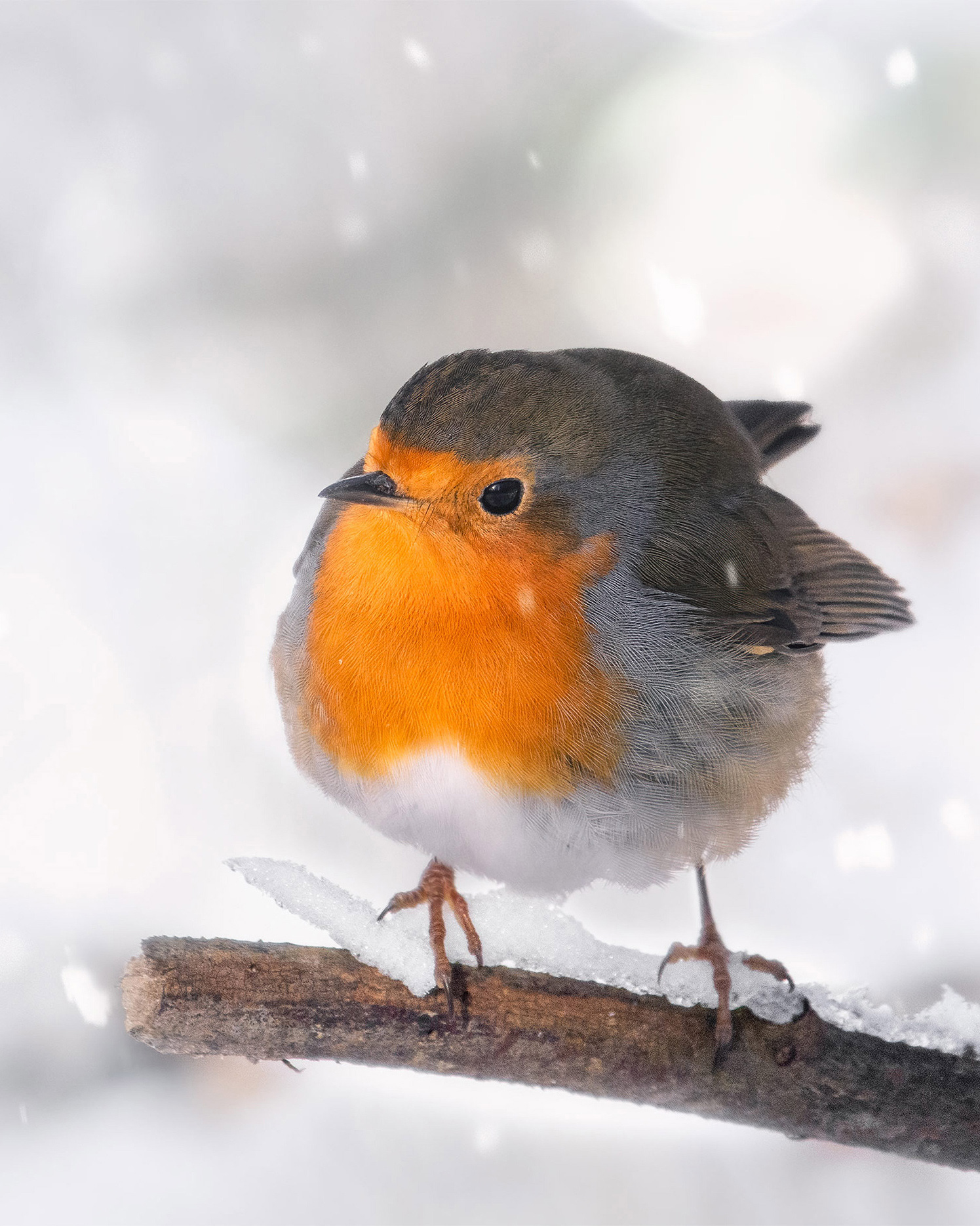 One Orange Patch in All That White - Robin on Snow-Covered Branch