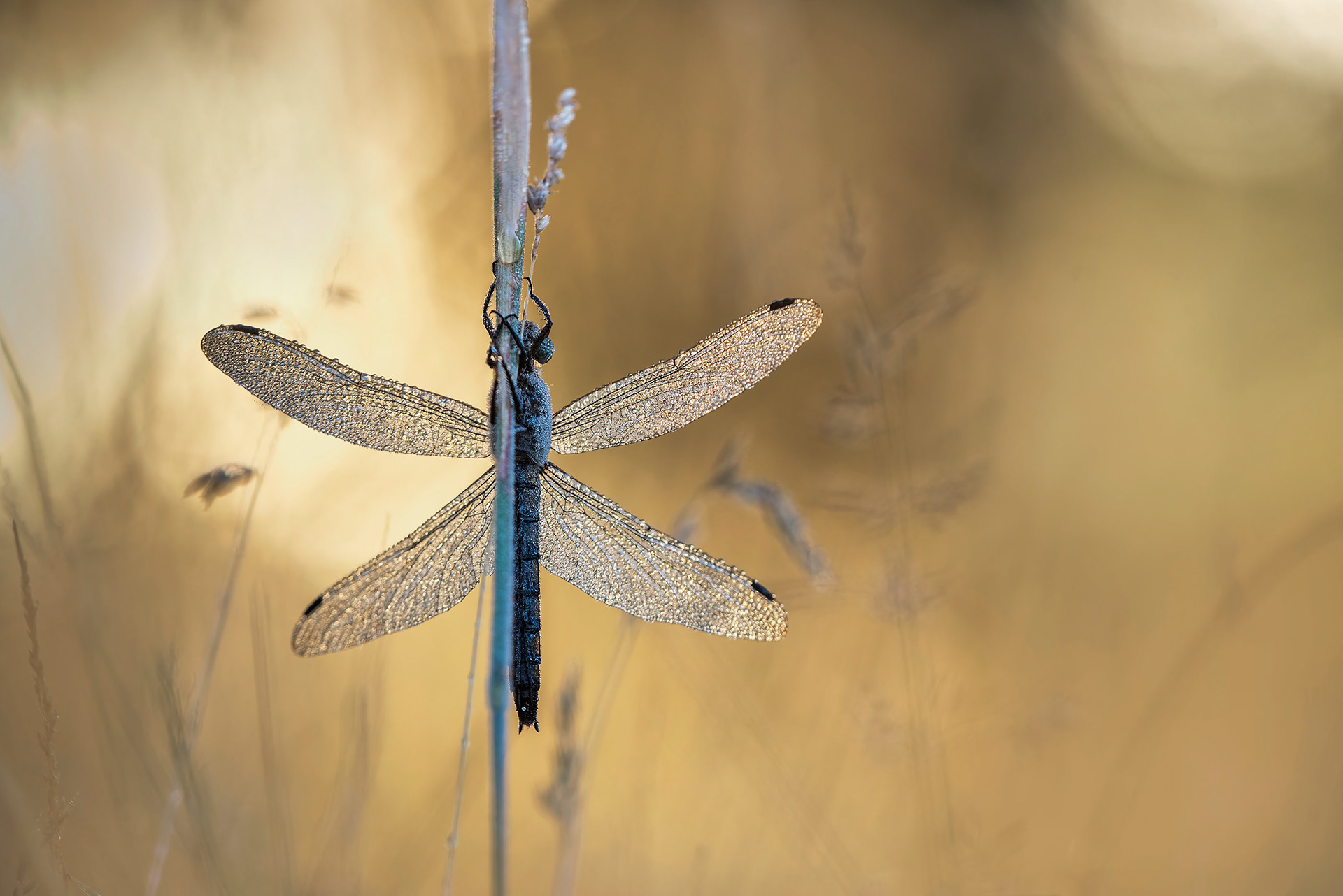 In Golden Morning Light - Club-tail Dragonfly Underside 