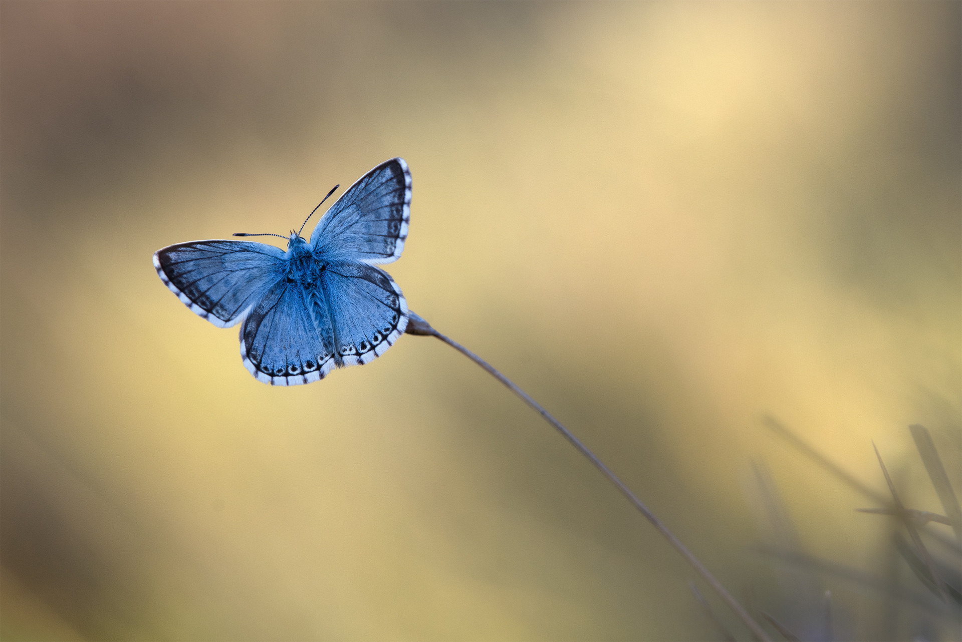 Blue on the Edge of Light - A close-up of a Chalk-hill Blue resting on Grass