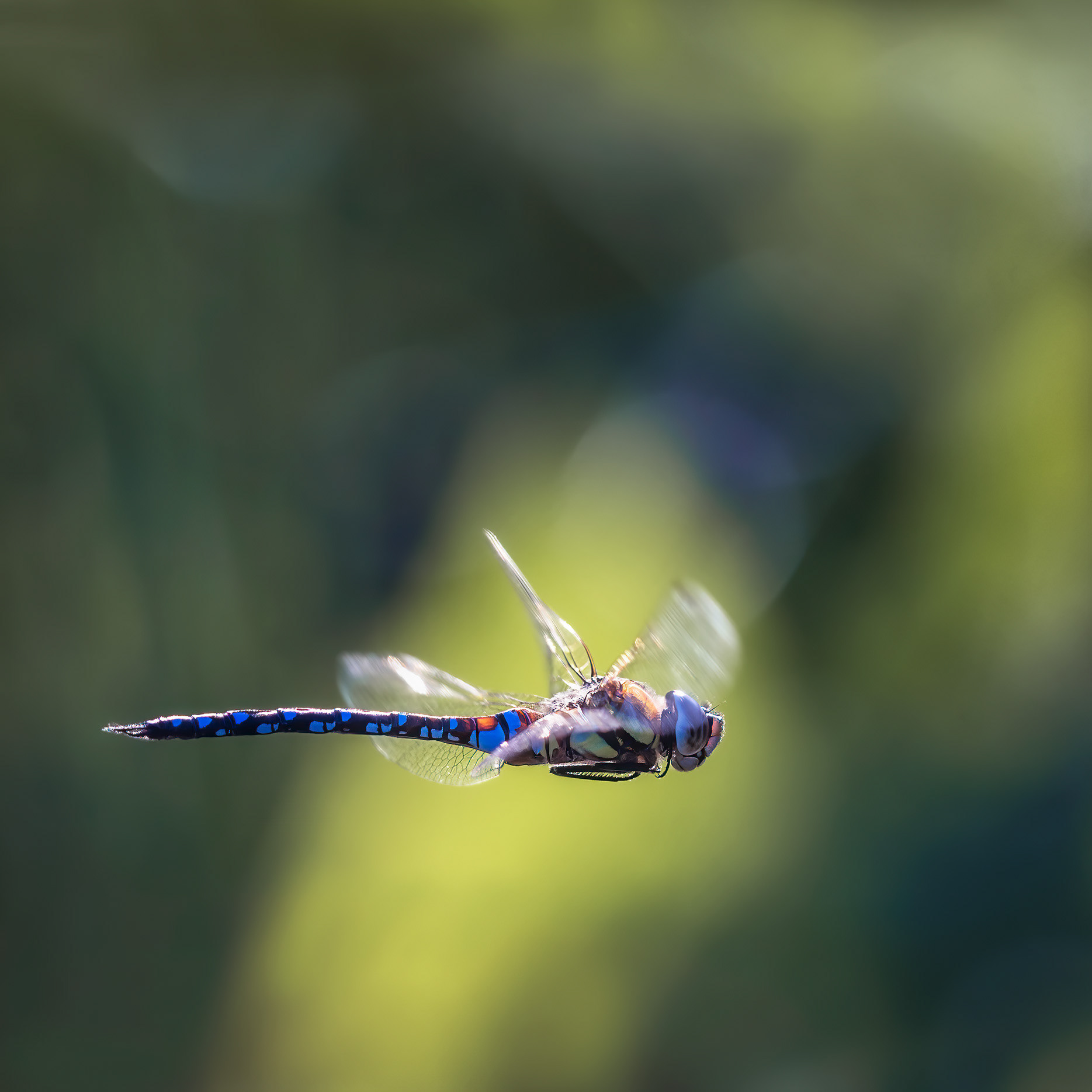The Dragonfly That Moves Like a Thought - Migrant Hawker in Flight 