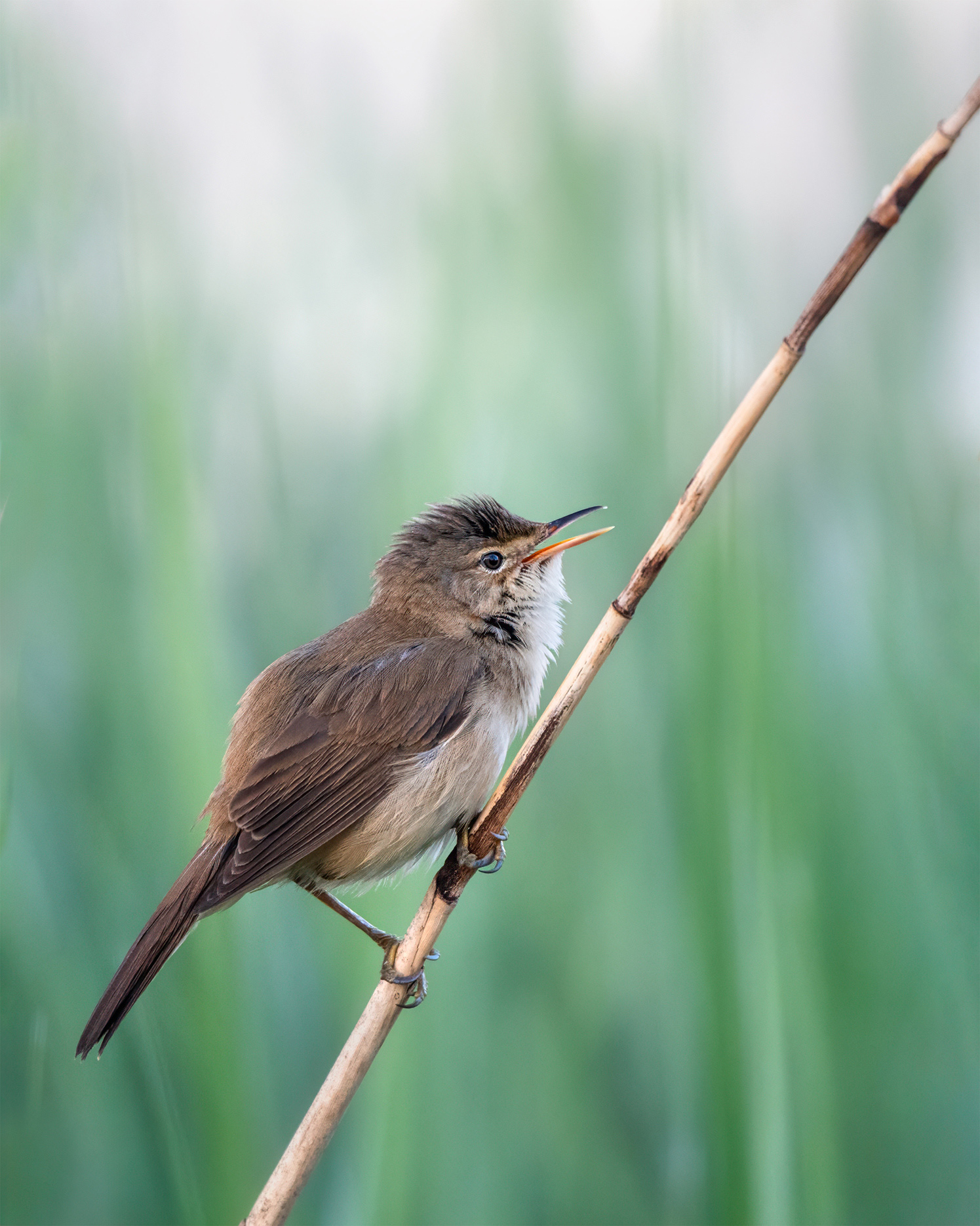 Hidden, Then Heard - Eurasian Reed Warbler Singing in the Reeds