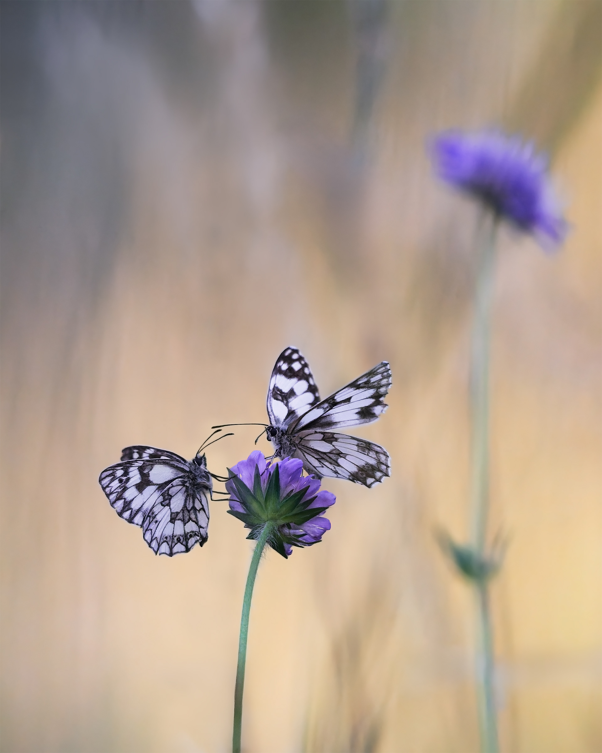 Whispers Between Wings - Two Marbled Whites on Field Scabious