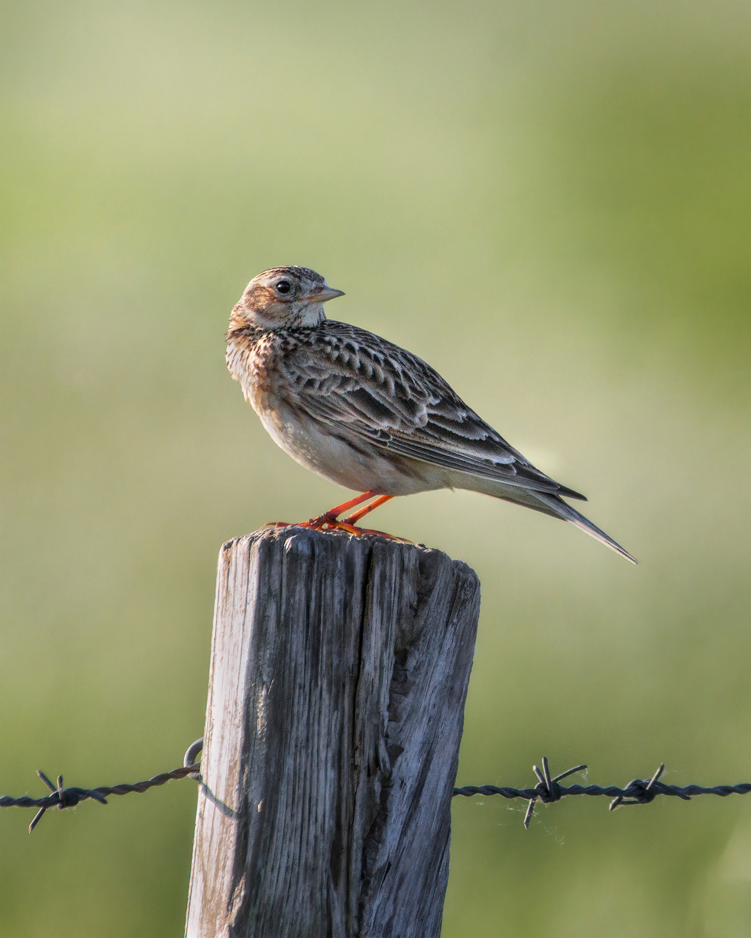 Something Behind - Skylark on Fence Post, Looking Back
