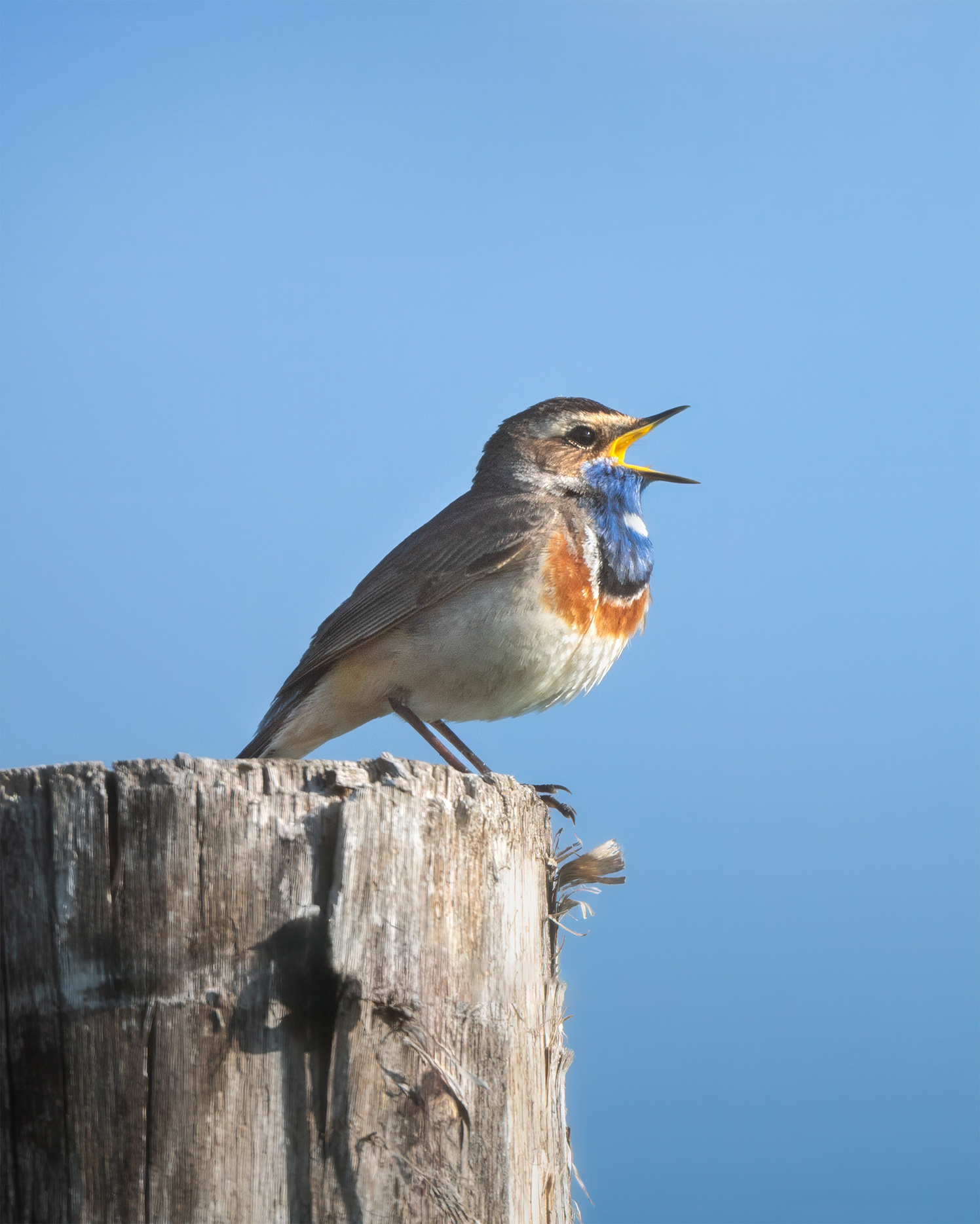 Blue Fire on a Post - Bluethroat Singing on Wooden Post