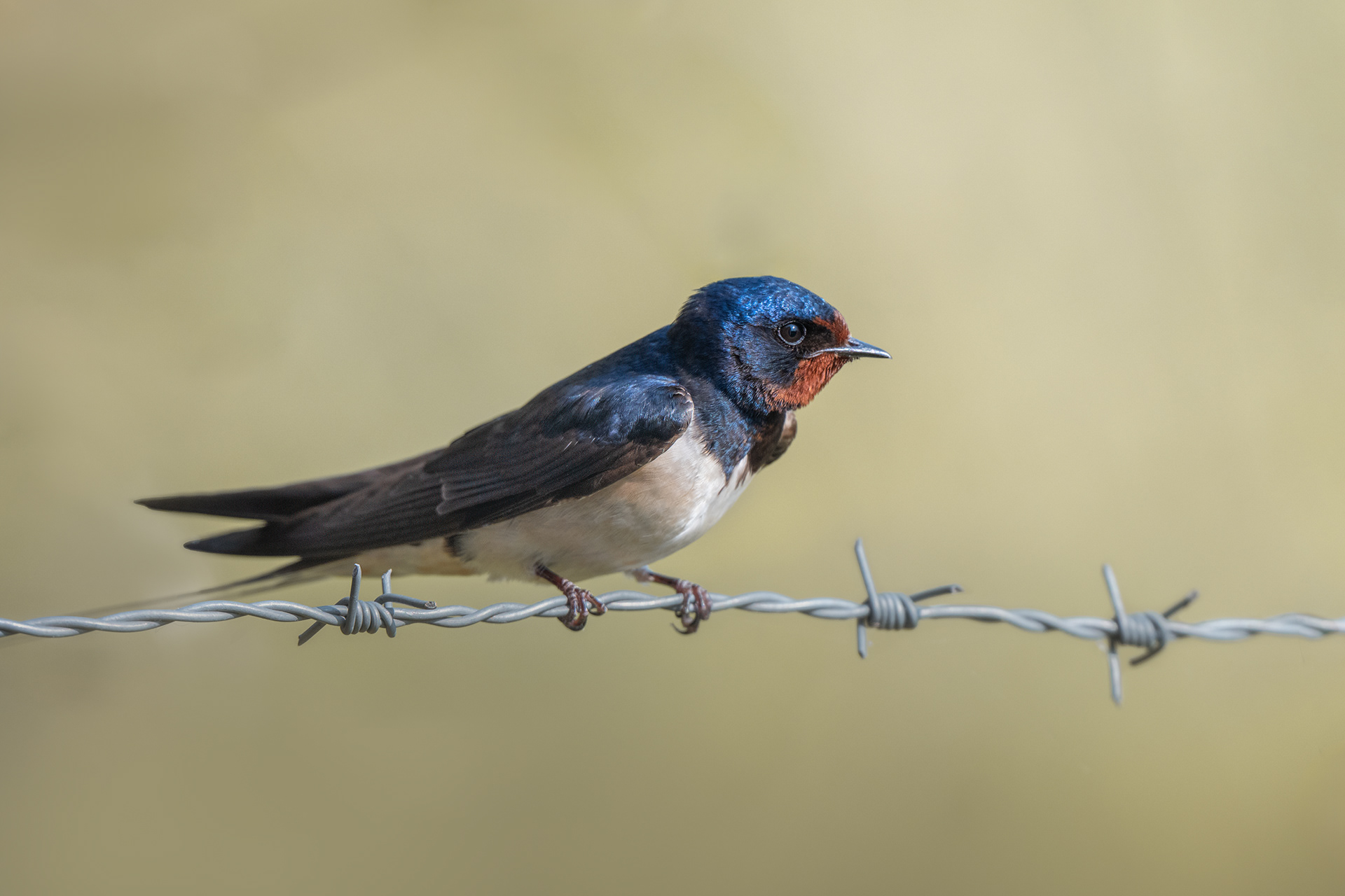 One Moment Still - Barn Swallow on Barbed Wire in Afternoon Sun