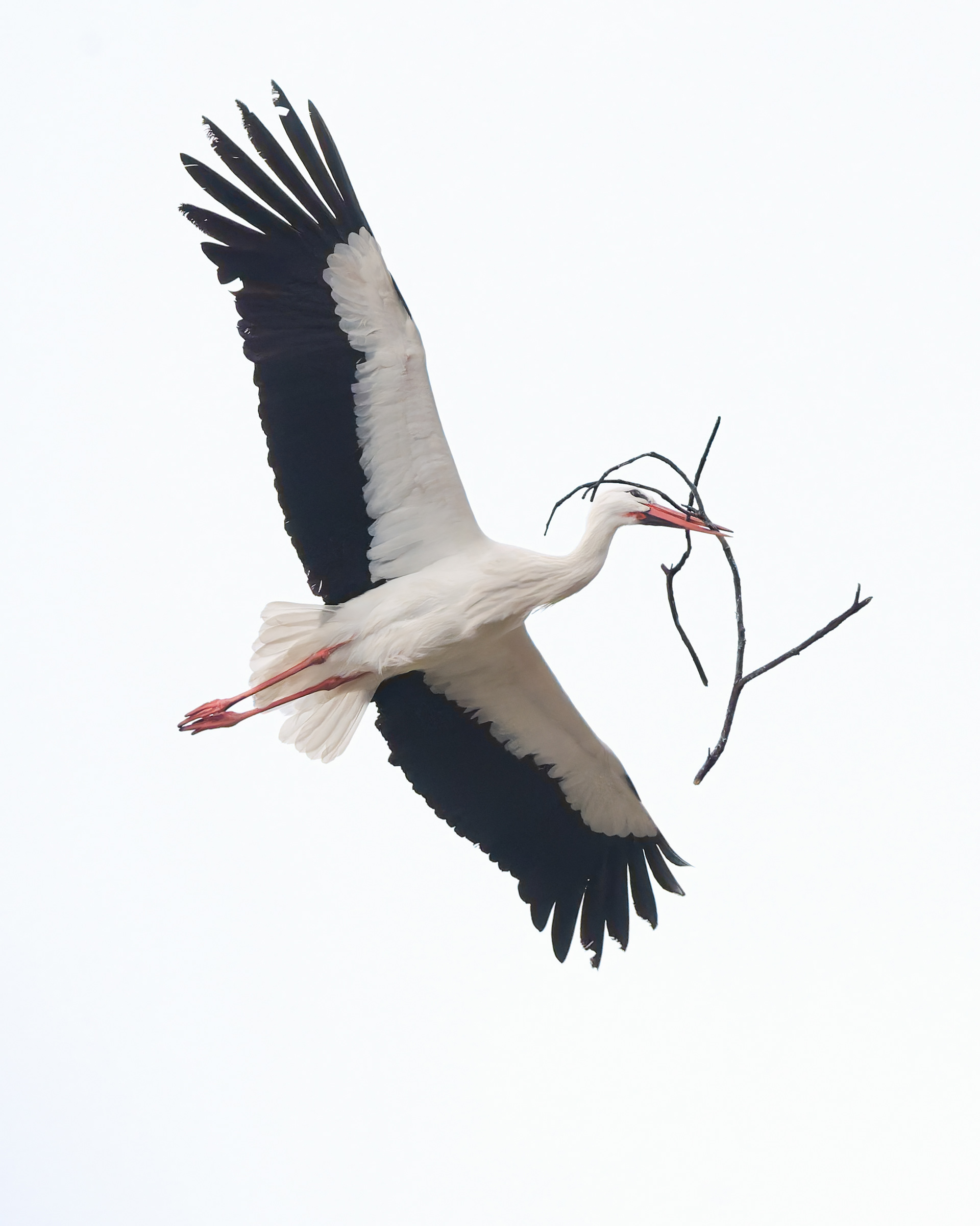 Homebuilder — A White Stork Soars High Overhead, Broad Wings Fully Outstretched