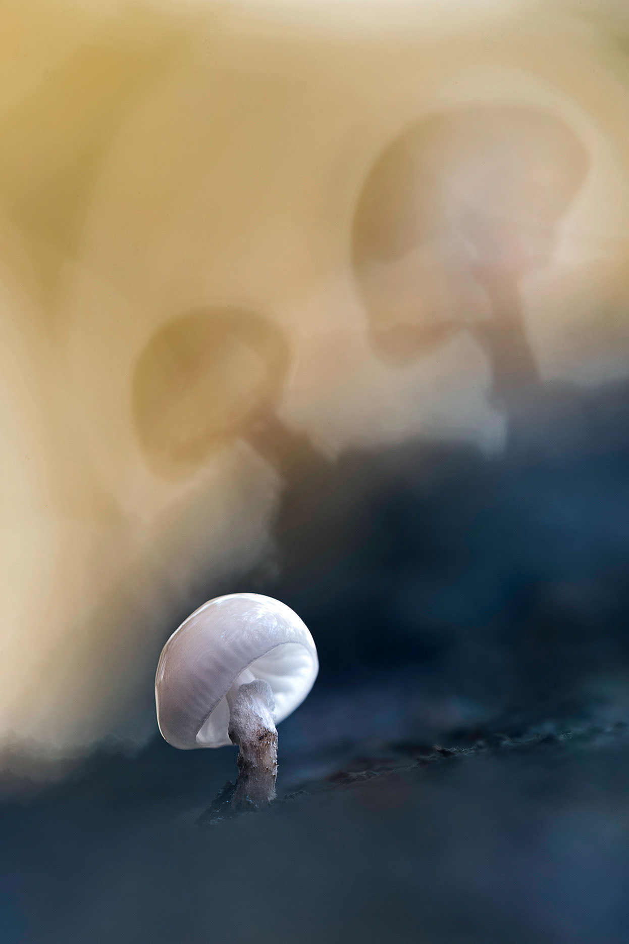 The Light Came Through the Porcelain - Young Porcelain Fungus Backlit 