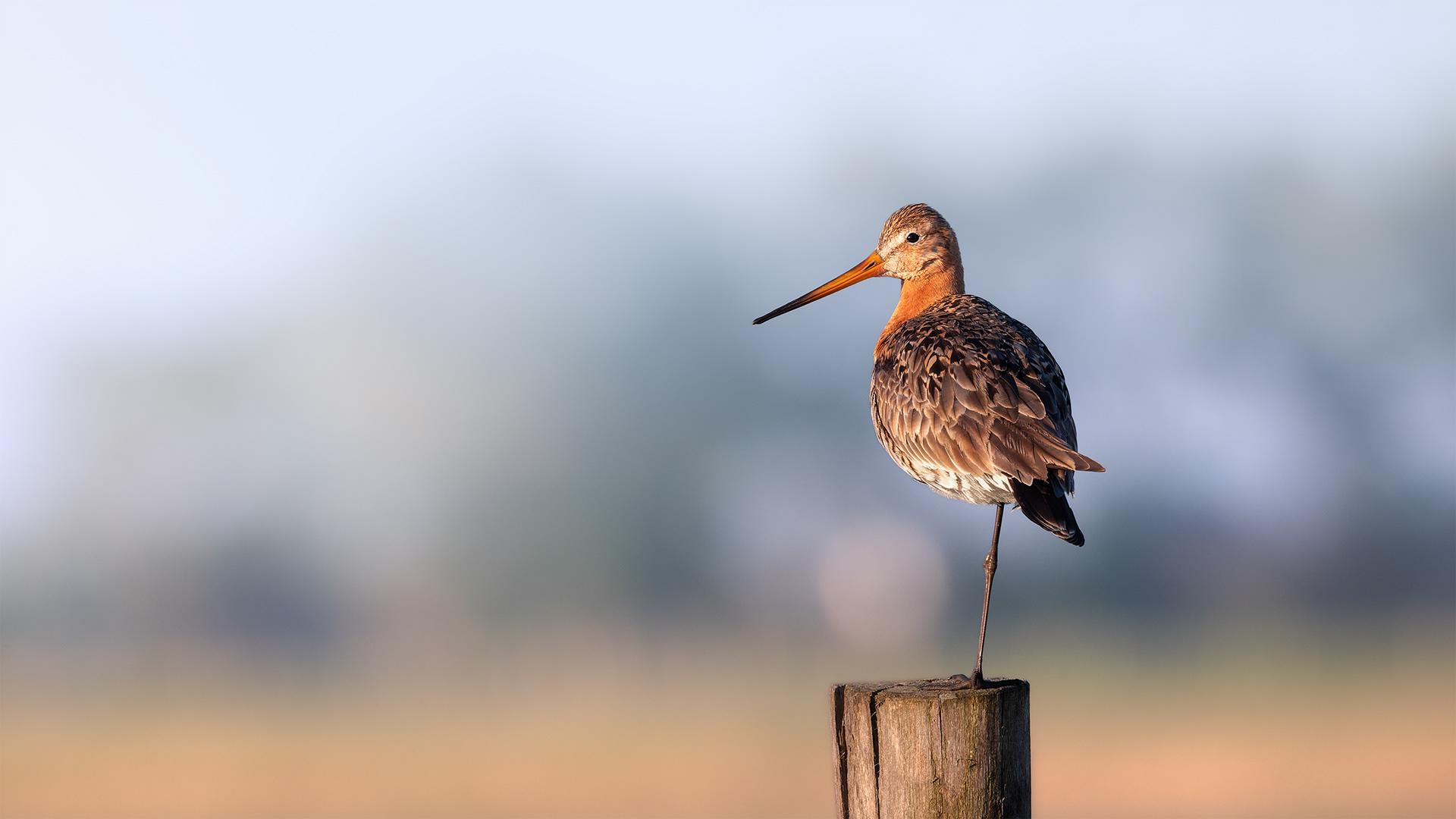 One Leg Is Enough — Black-tailed Godwit Resting on One Leg in Early Morning Light