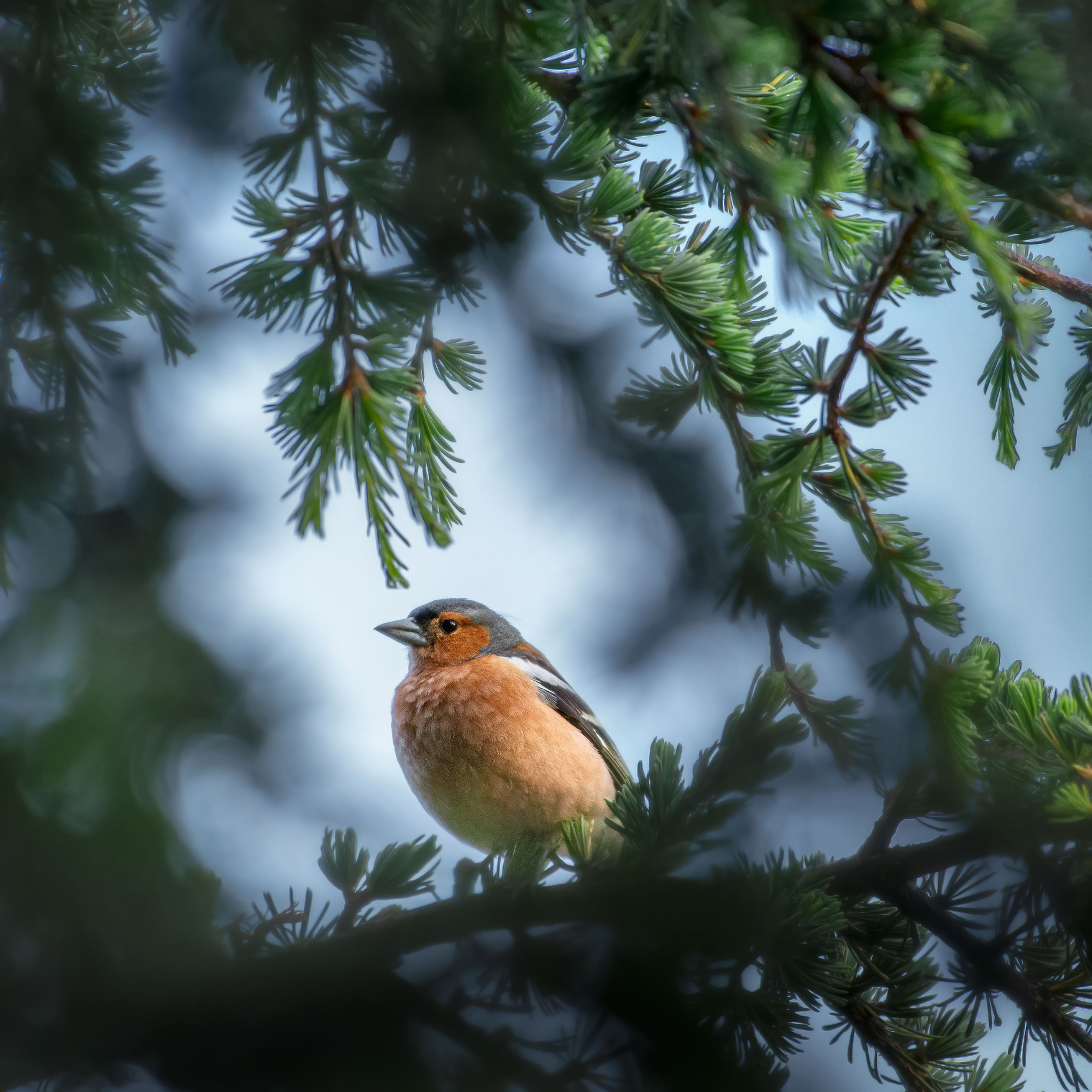 Rust and Green - Male Chaffinch Among Larch Needles