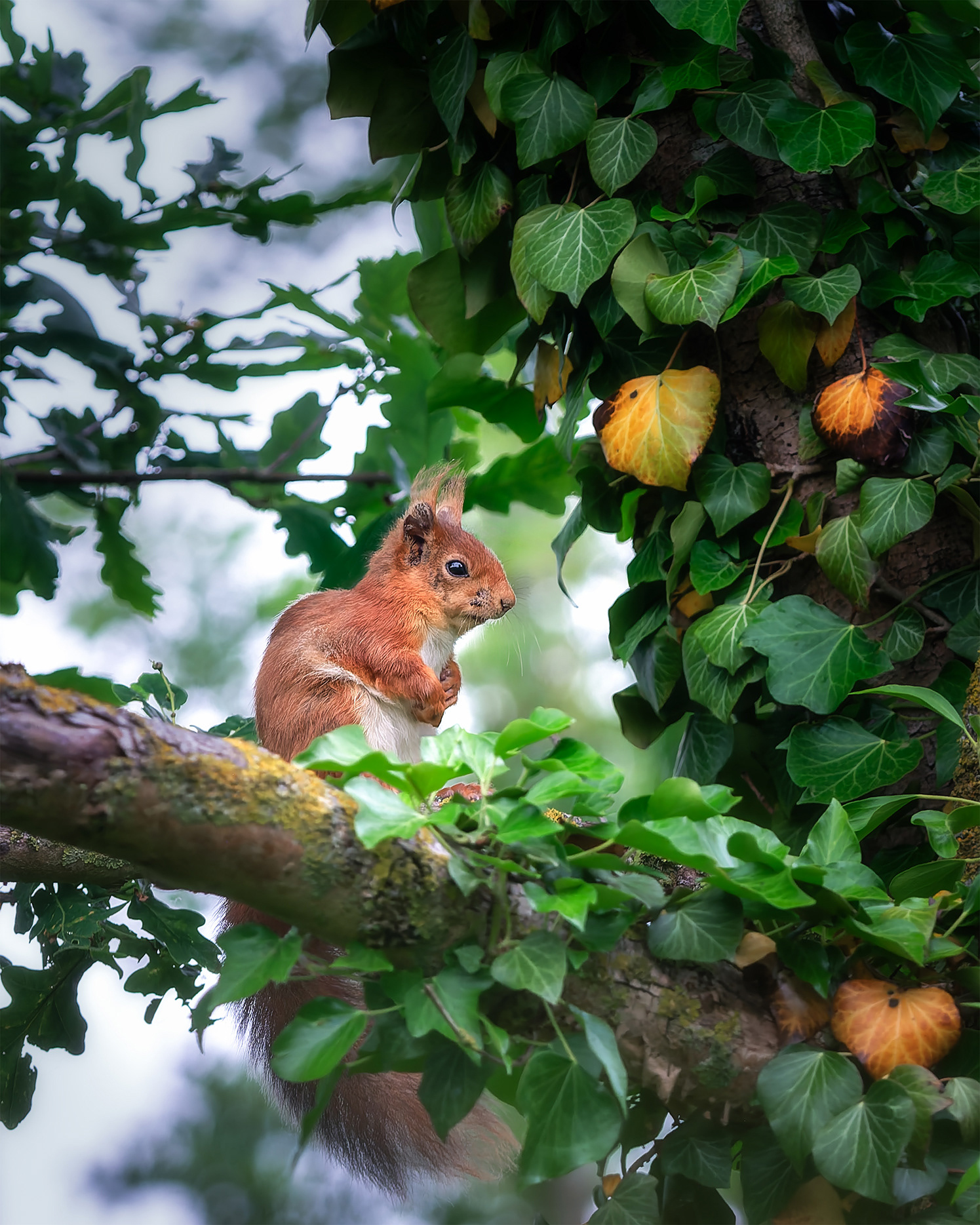 Paws Crossed, Mind Elsewhere - Red Squirrel Resting on Ivy-Covered Branch
