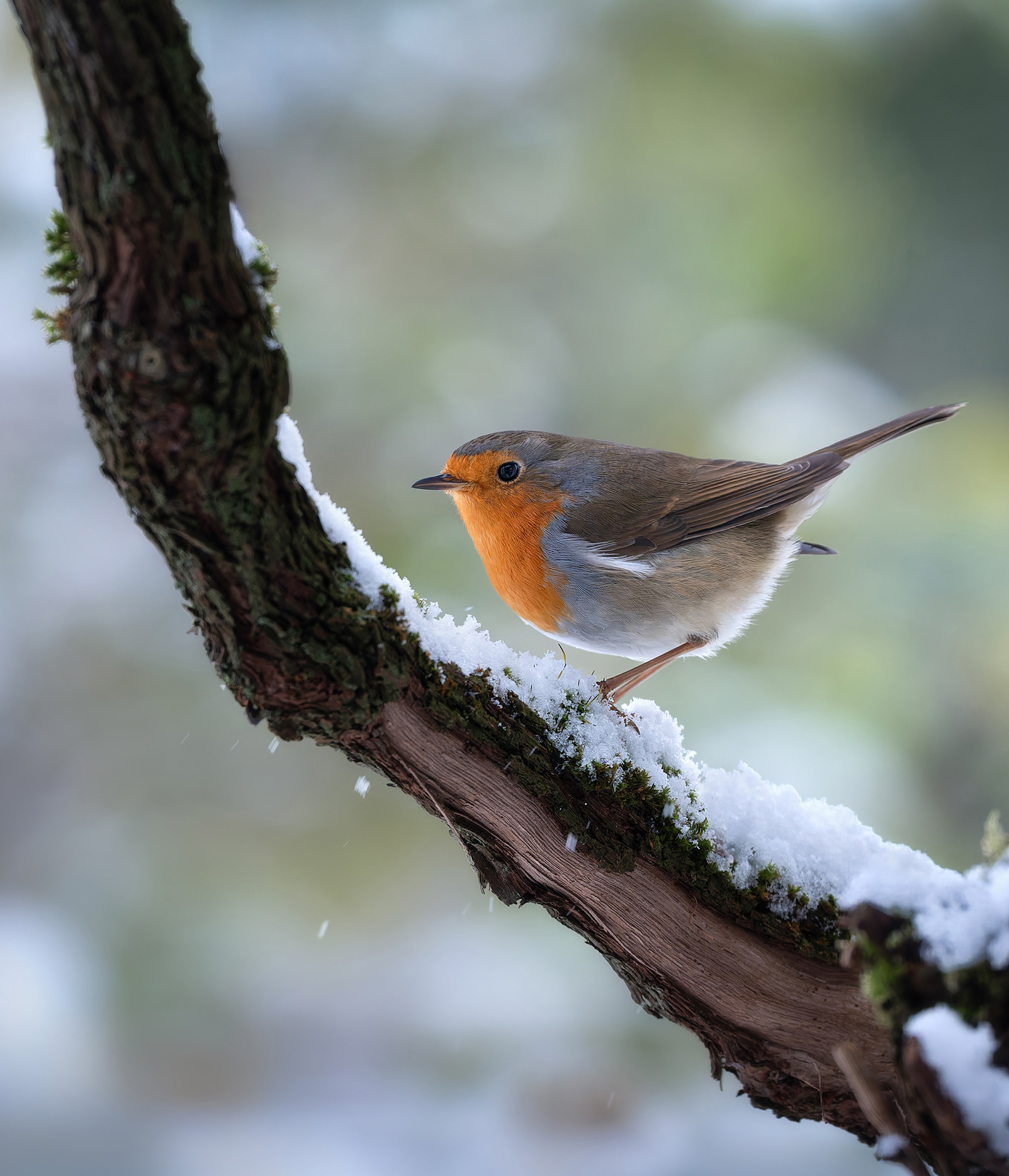 Every Peck Releases a Snowflake - Robin Pecking Snow-Covered Branch