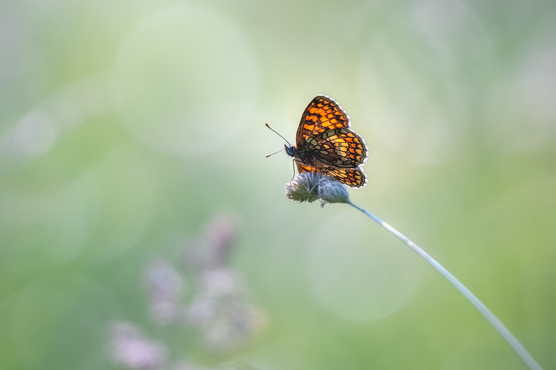 Orange and Brown, Precisely Arranged - Southern Heath Fritillary with Open Wings 