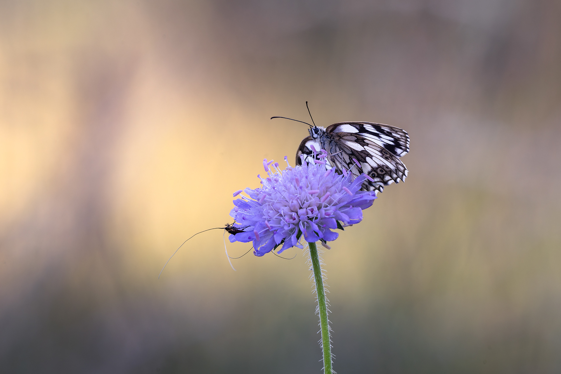 Where the Morning Begins - Marbled White greets a Metallic Longhorn Moth 