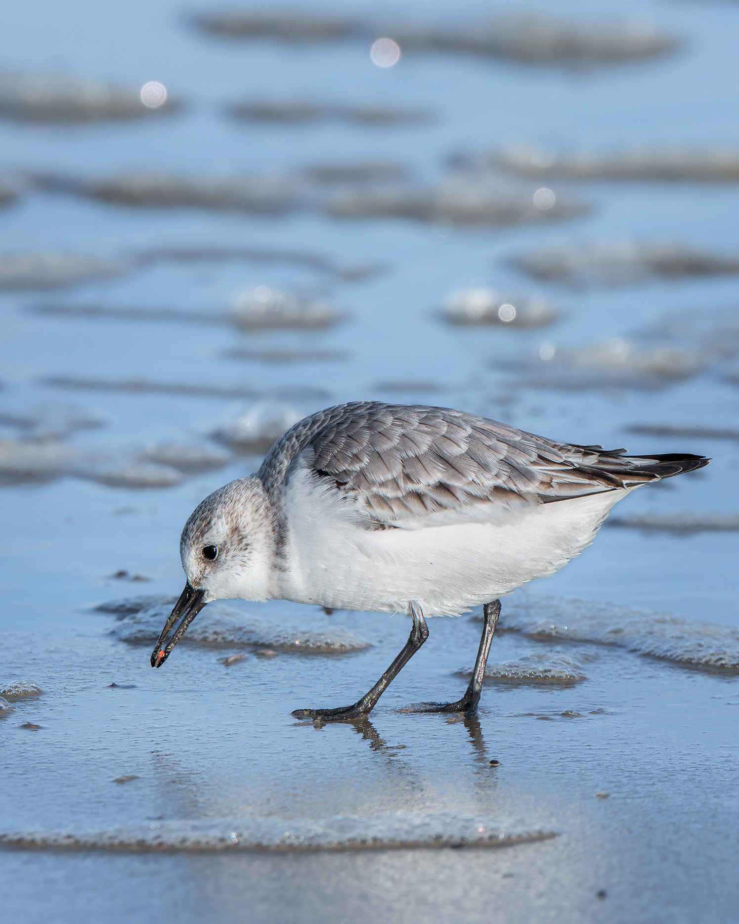 Racing the Foam — Sanderling Foraging on the Shoreline