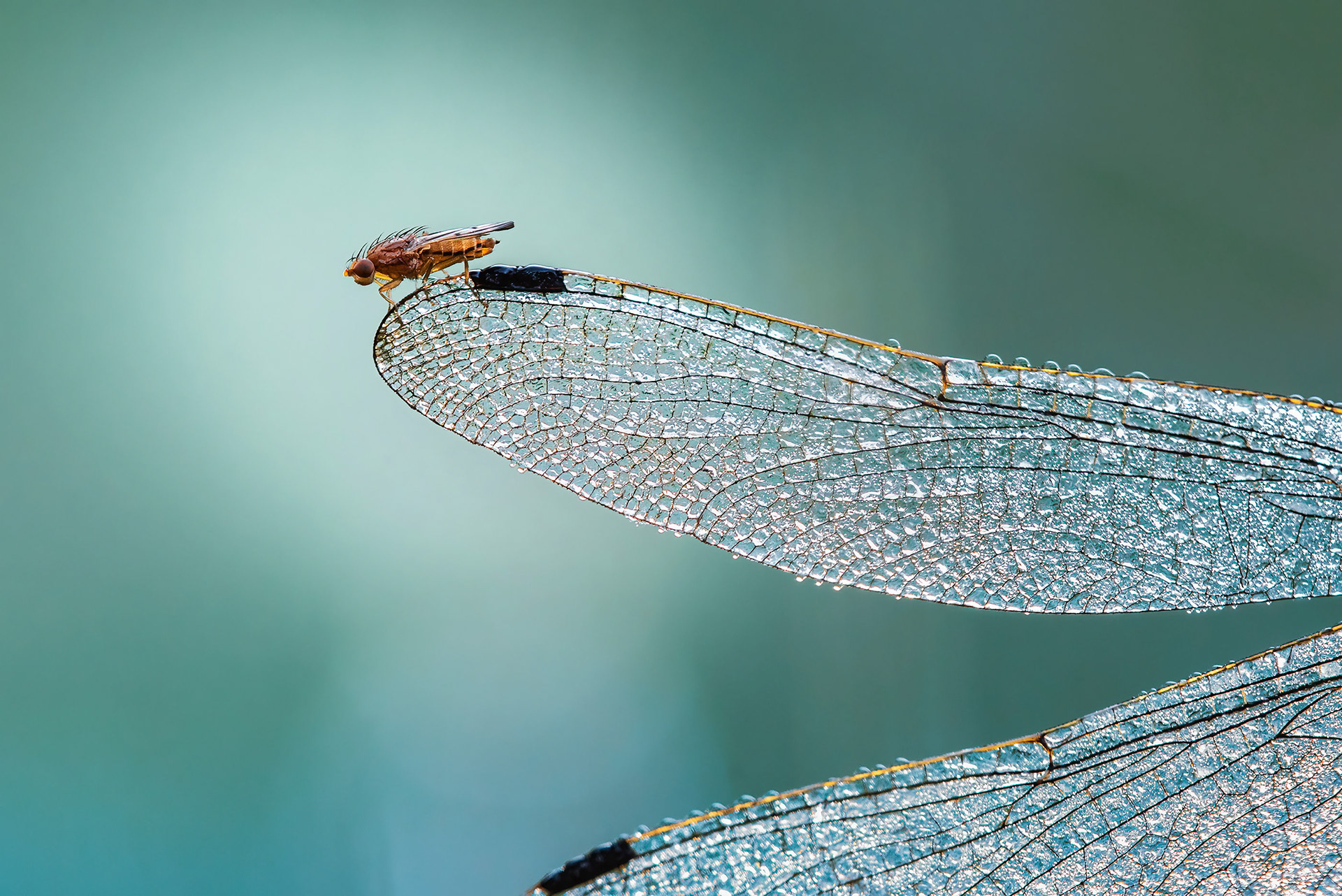An Unusual Resting Place - Fly (Suillia variegata) on Dragonfly Wing Tip