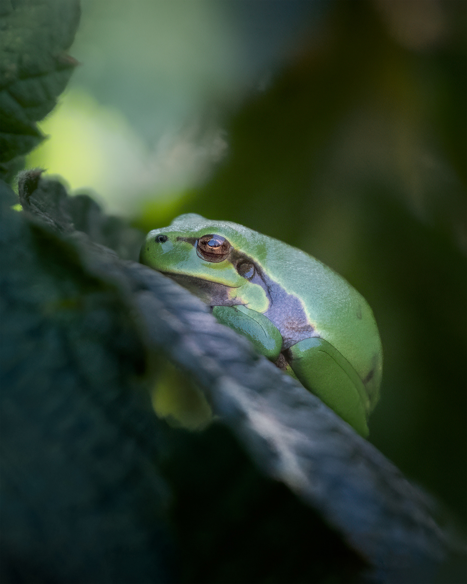 Held by Ten Small Discs - Tree Frog Basking on a Bramble Leaf