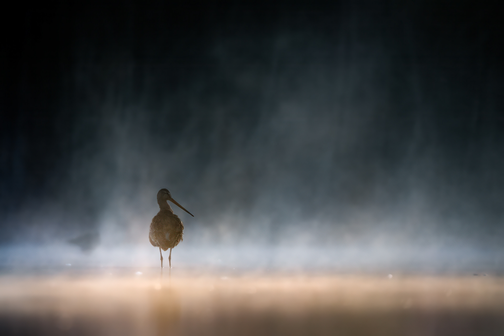 Shadow in the Golden Mist - Black-tailed Godwit Silhouette in Morning Light