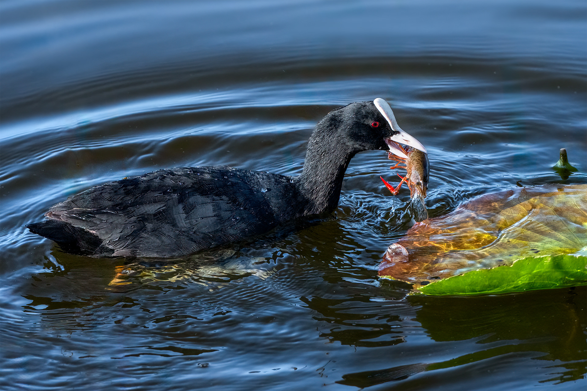 Lunch on a Leaf - Eurasian Coot with Crayfish