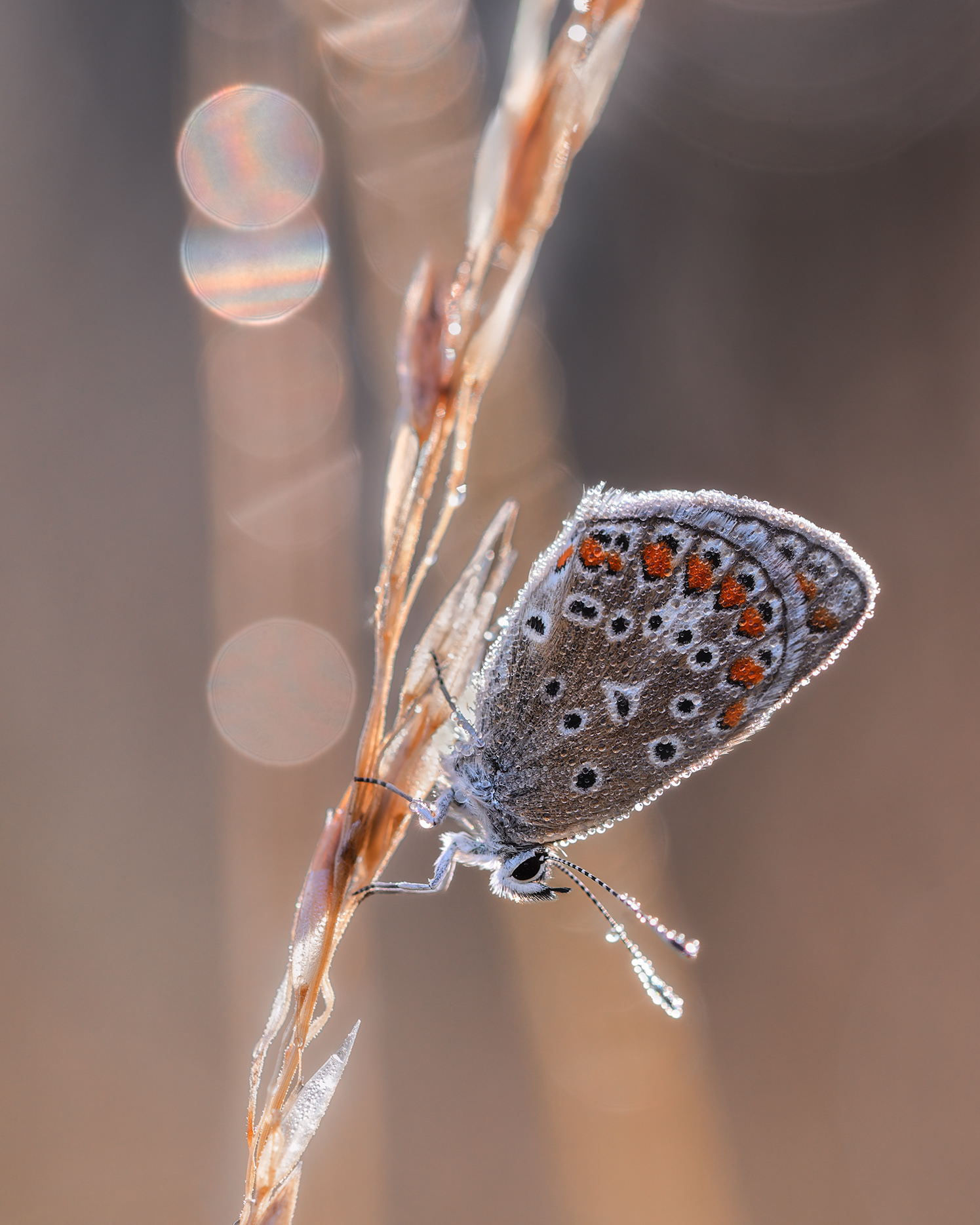 Held by Dew and Light - Brown Argus with dew