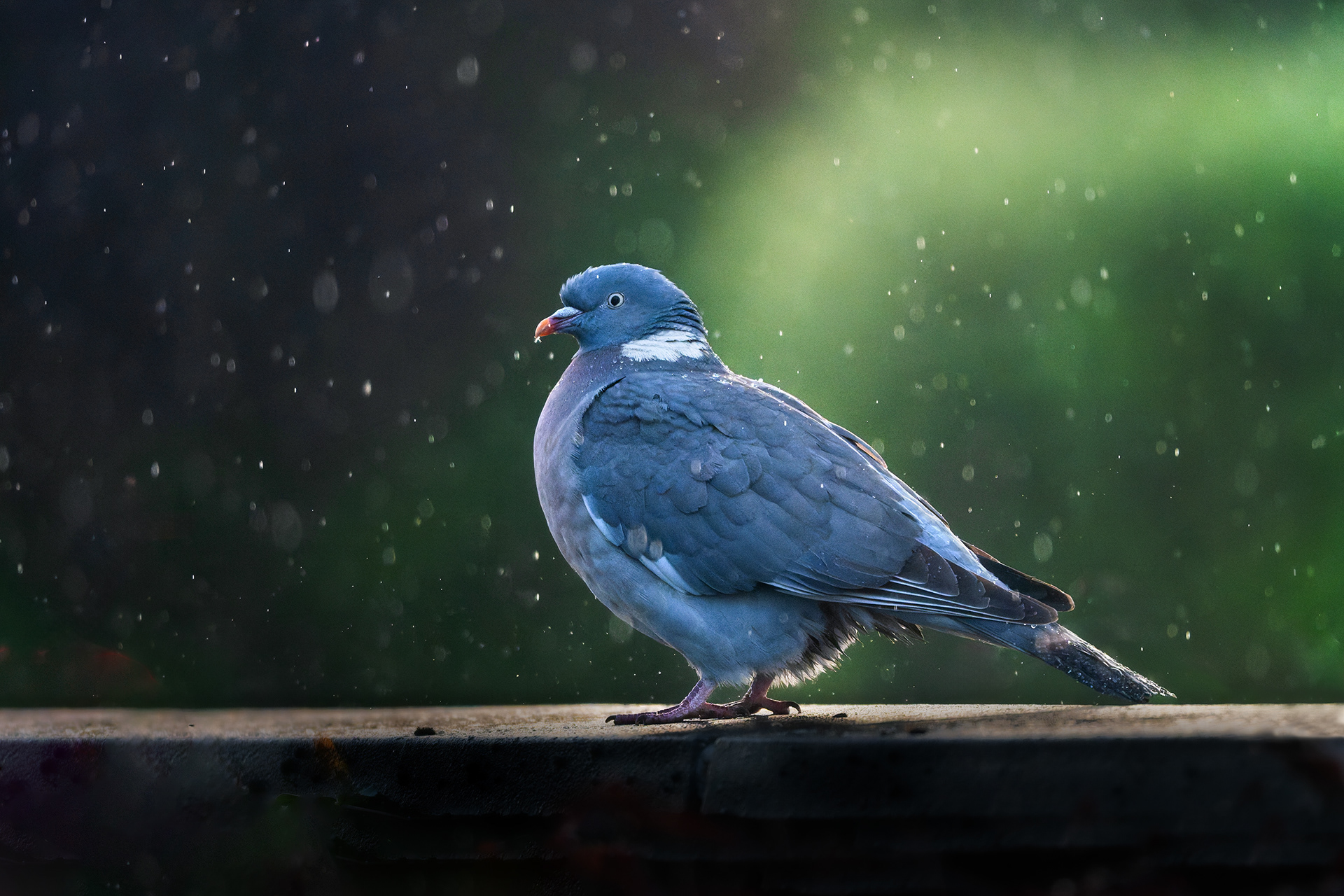 Rain and Patience — Wood Pigeon Resting on a Garden Wall in Morning Rain
