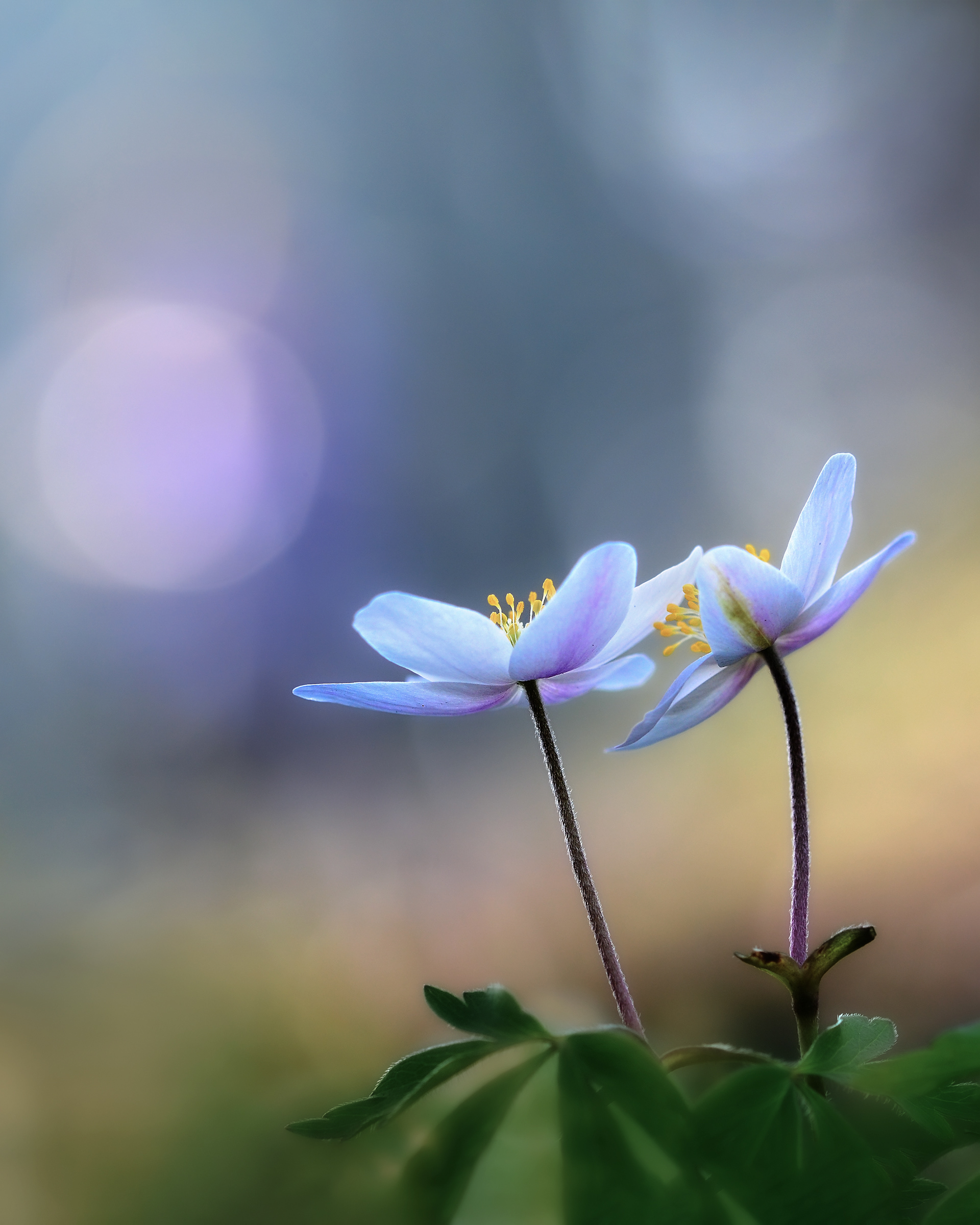 Two Wood Anemones Facing the Light