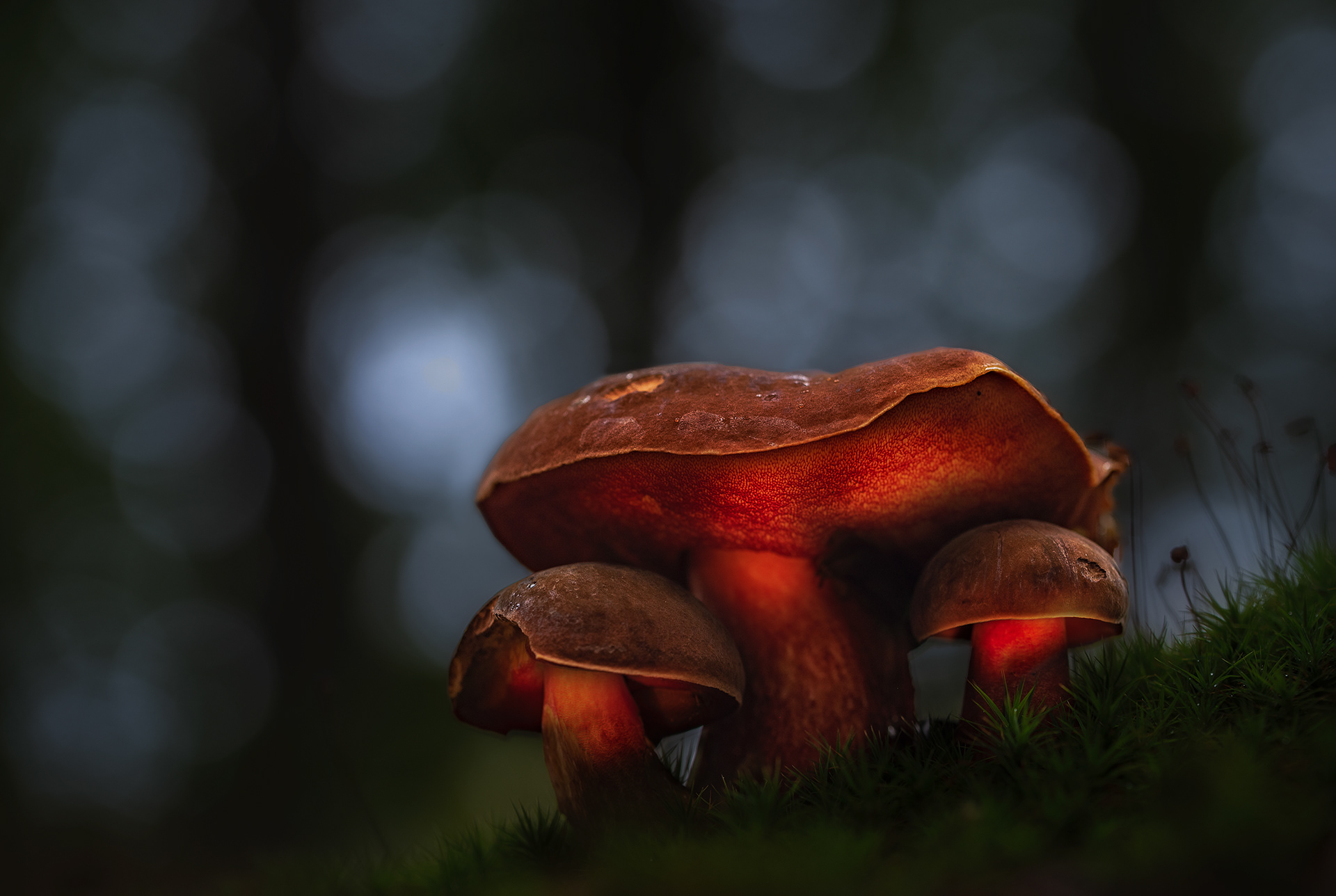 Three in the Dark, Named for a Reason - Satan's Bolete Group Lit from Below