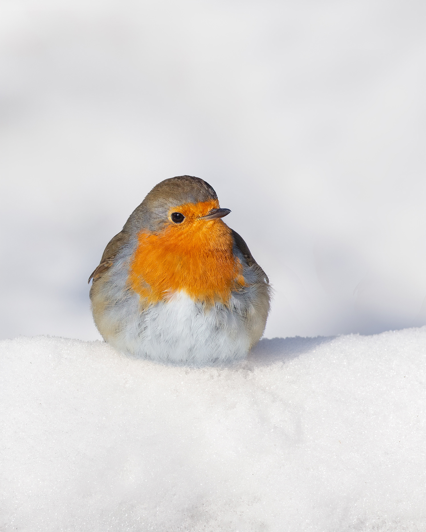 Deep in the Drift  - A Robin Stands in Fresh Snow