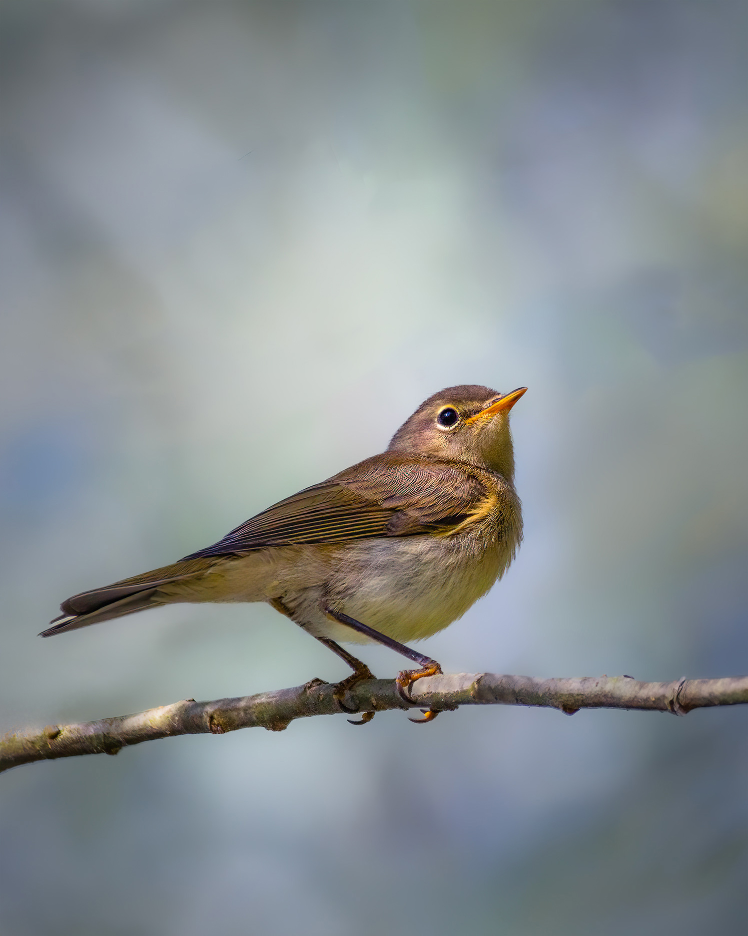Named After Its Own Song - Chiffchaff Singing on a Twig