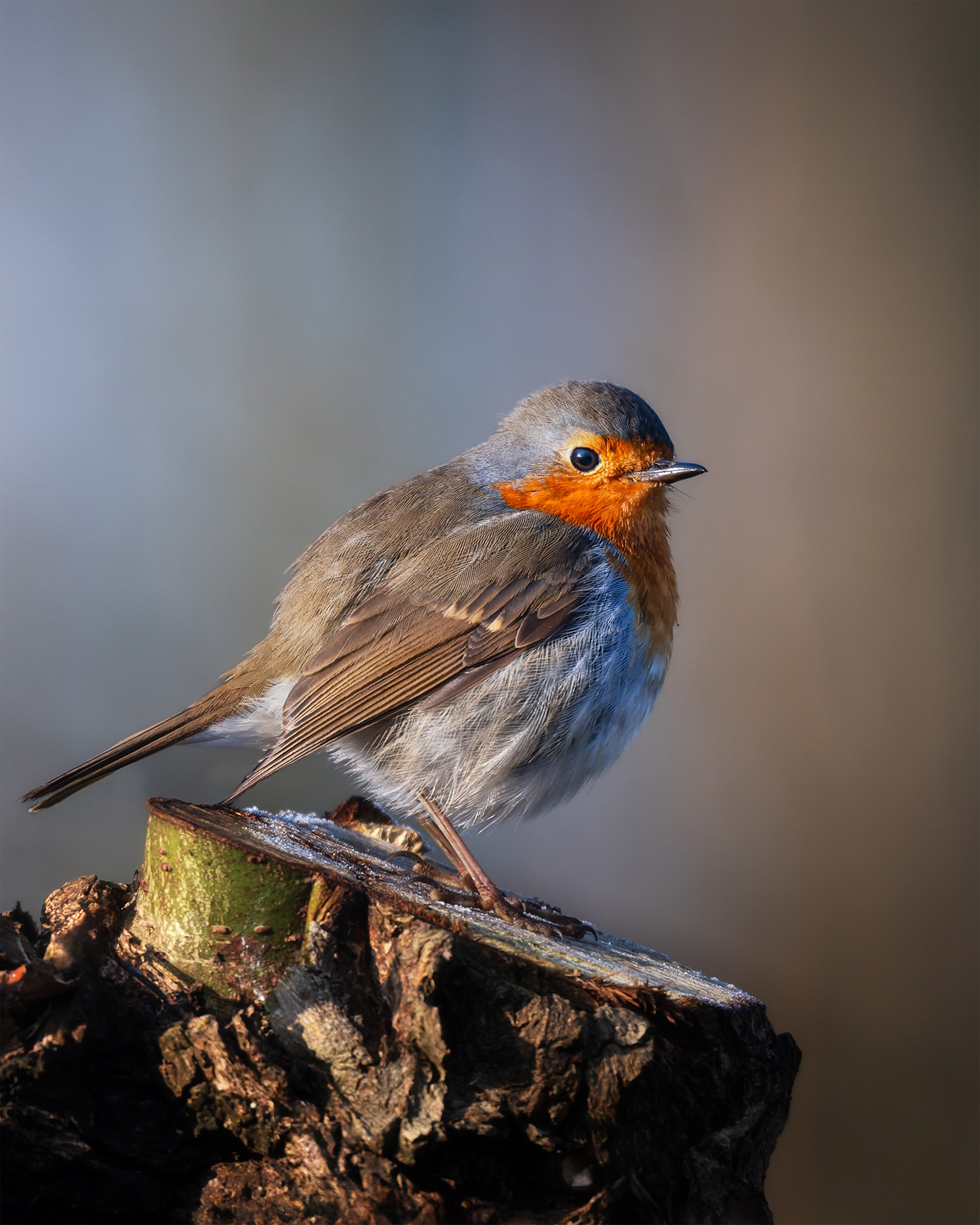 The Willow Stub Belongs to This One Alone - Robin on Pollard Willow Stub