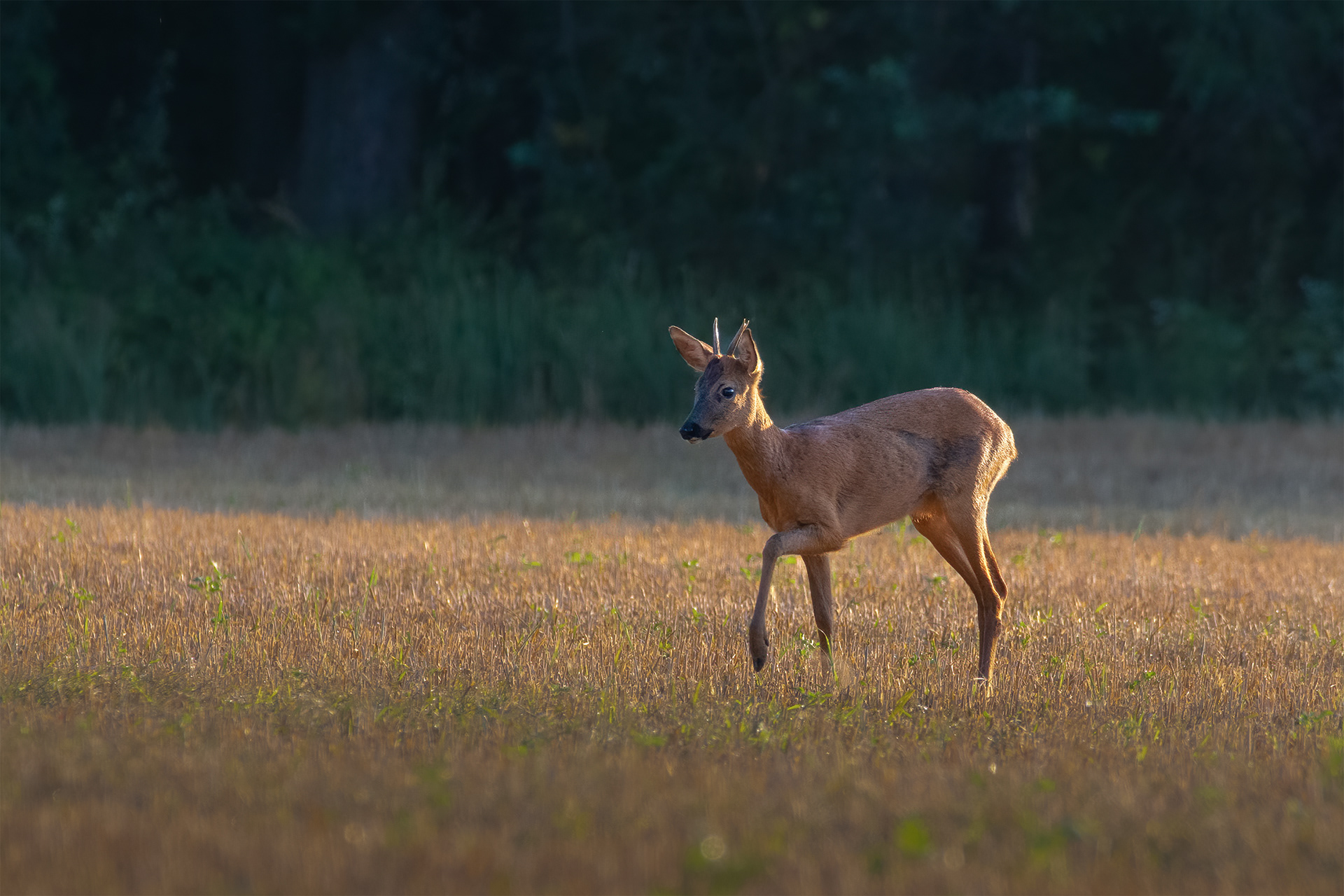 One Foot Raised, No Rush - Young Roe Buck at the Forest Edge in Morning Light